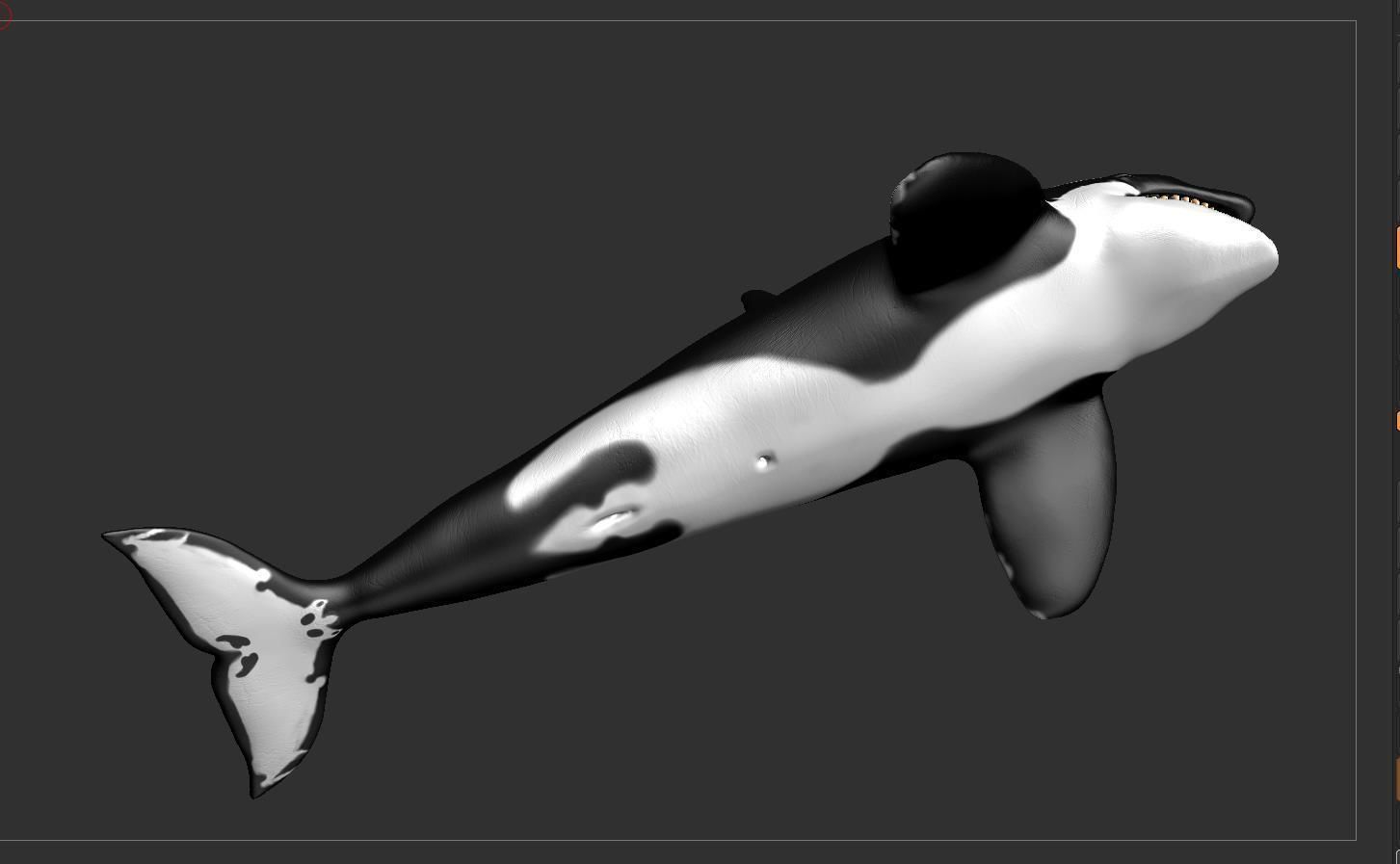 Killer Whale  Sculpt 3D model_12