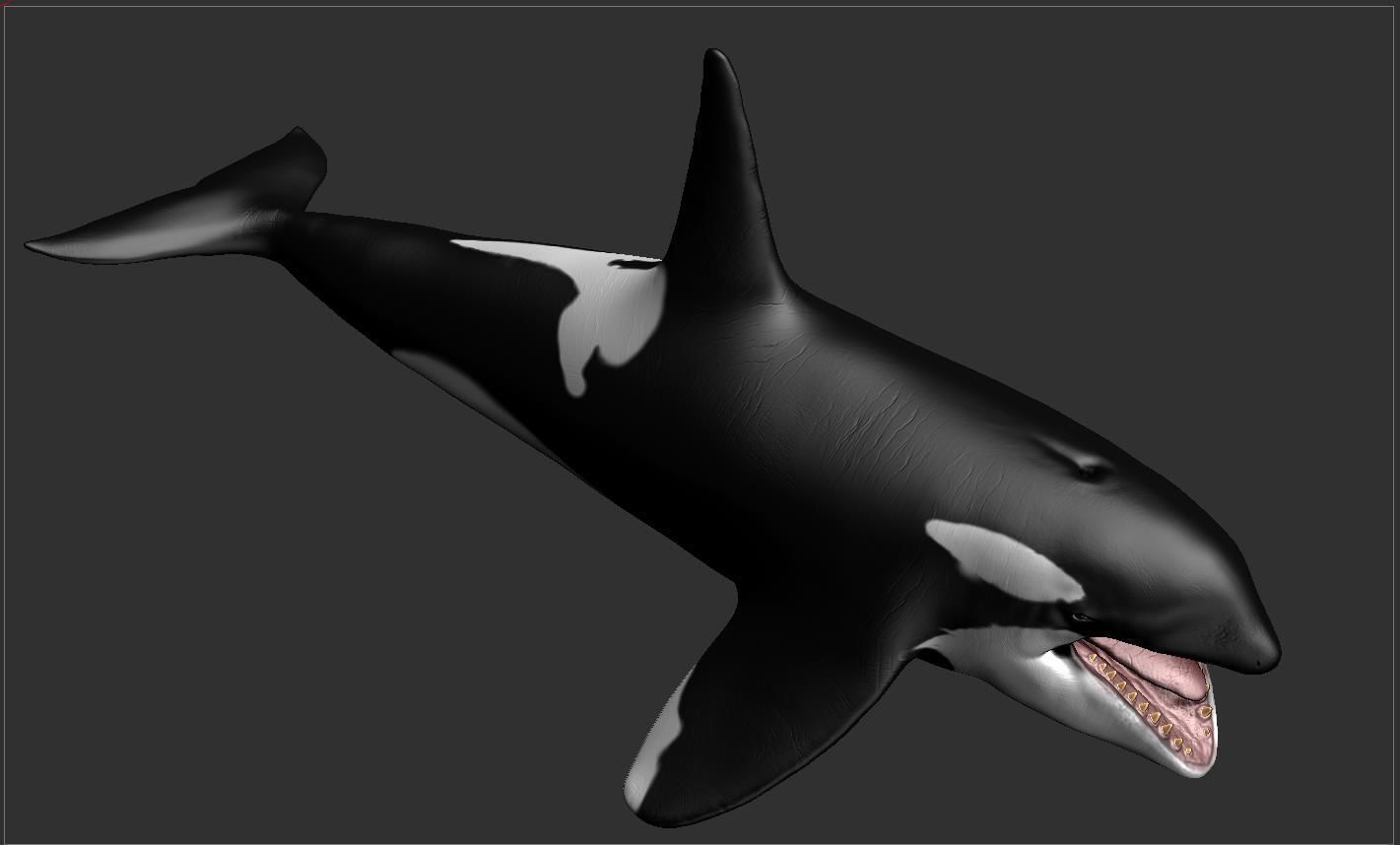 Killer Whale  Sculpt 3D model_11