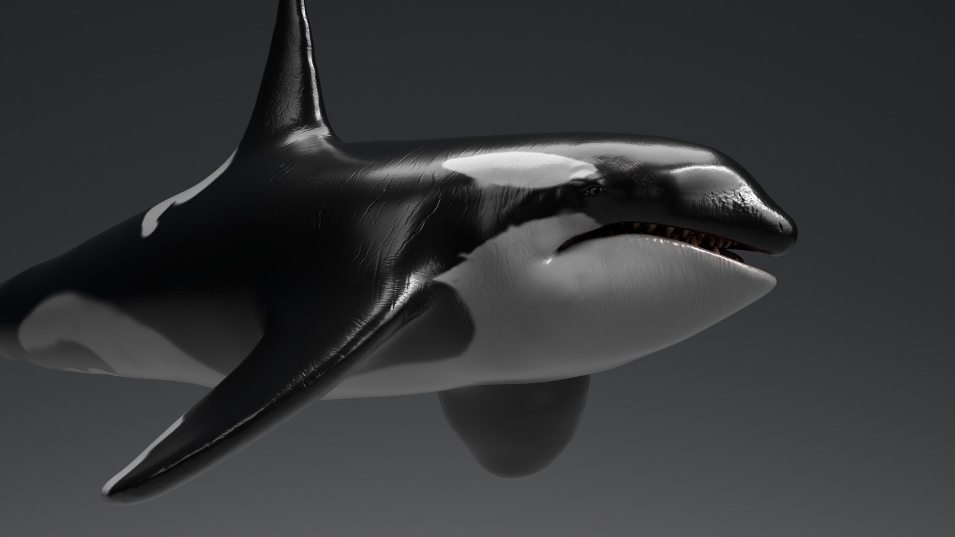 Killer Whale  Sculpt 3D model_5