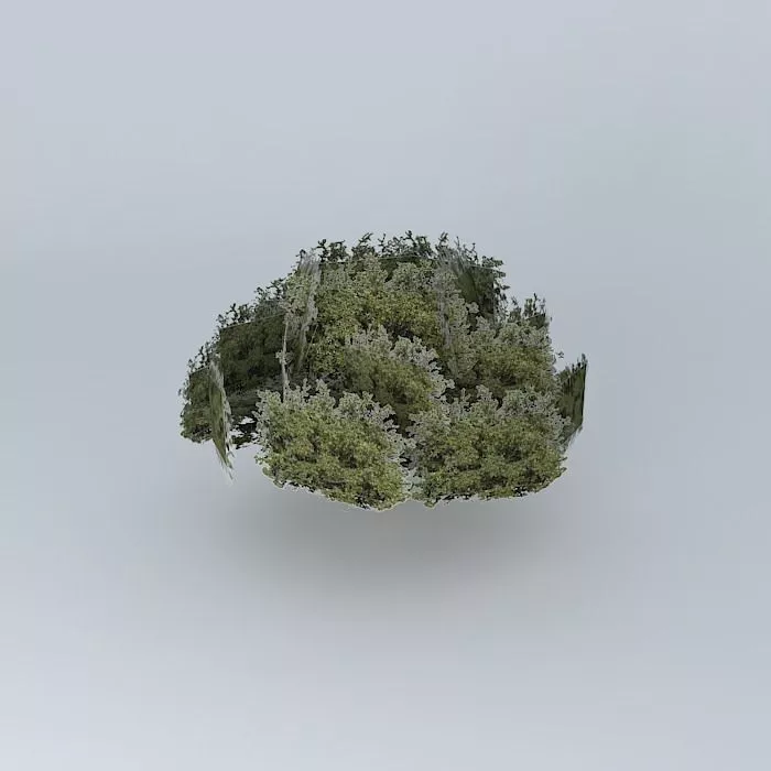 tree in porto small square Free 3D model