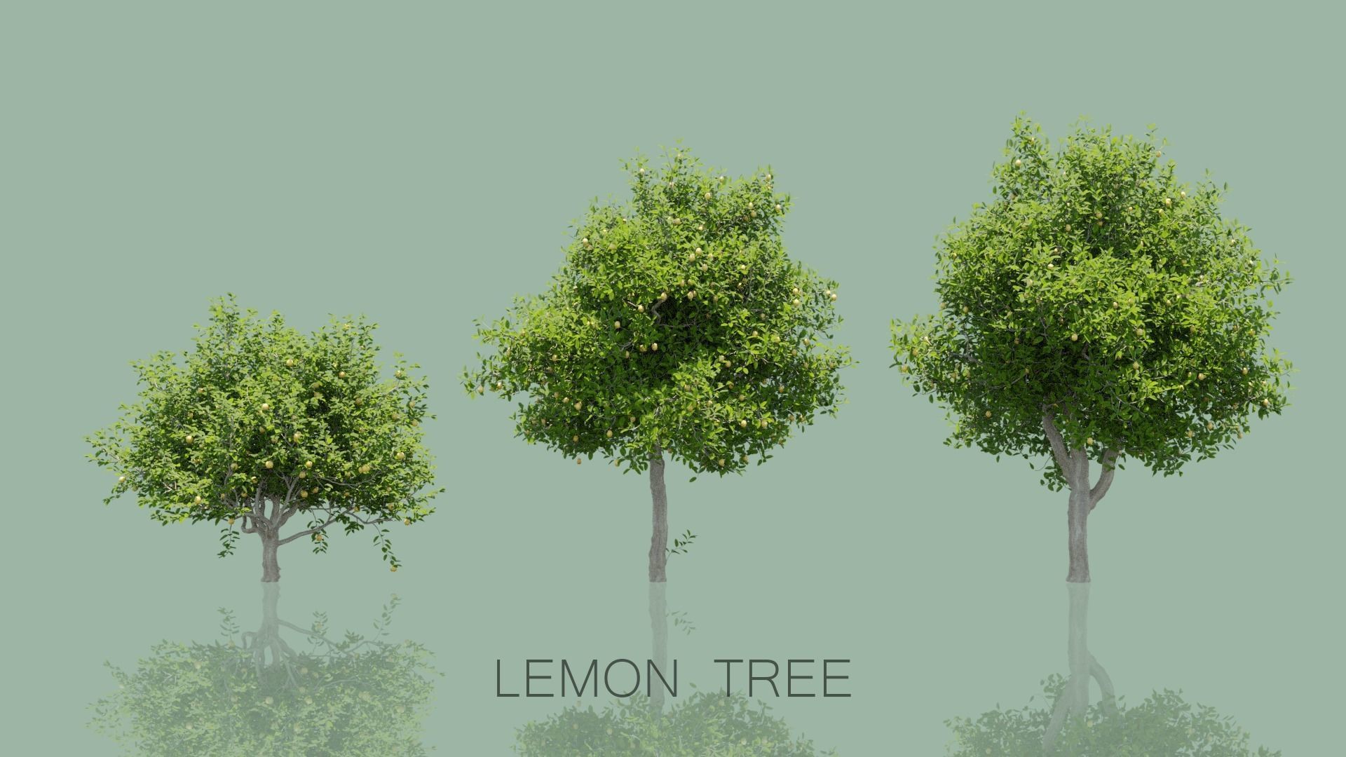 Lemon Trees Pack 3D model_1