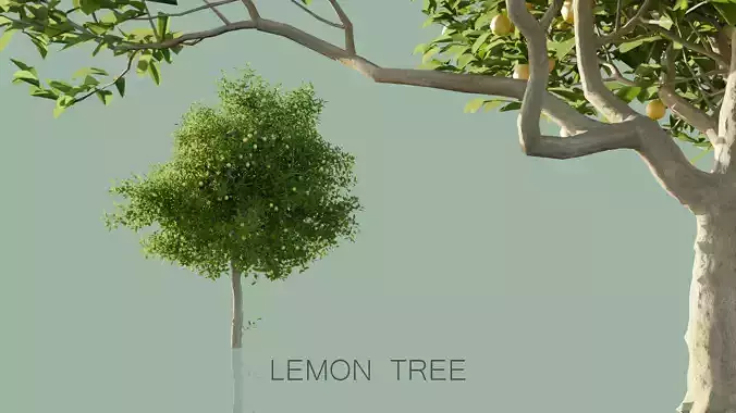 Lemon Trees Pack 3D model