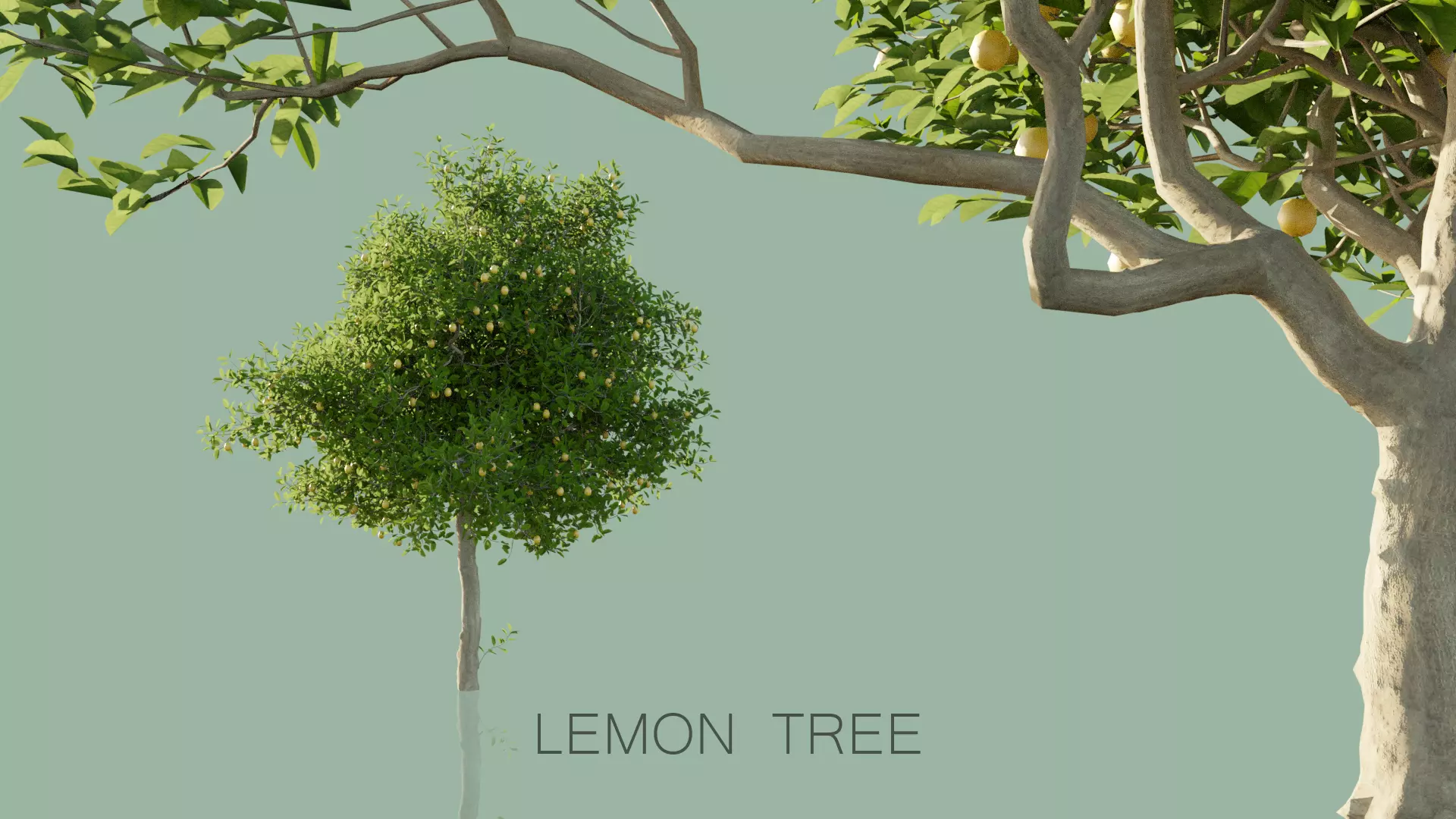 Lemon Trees Pack 3D model_0