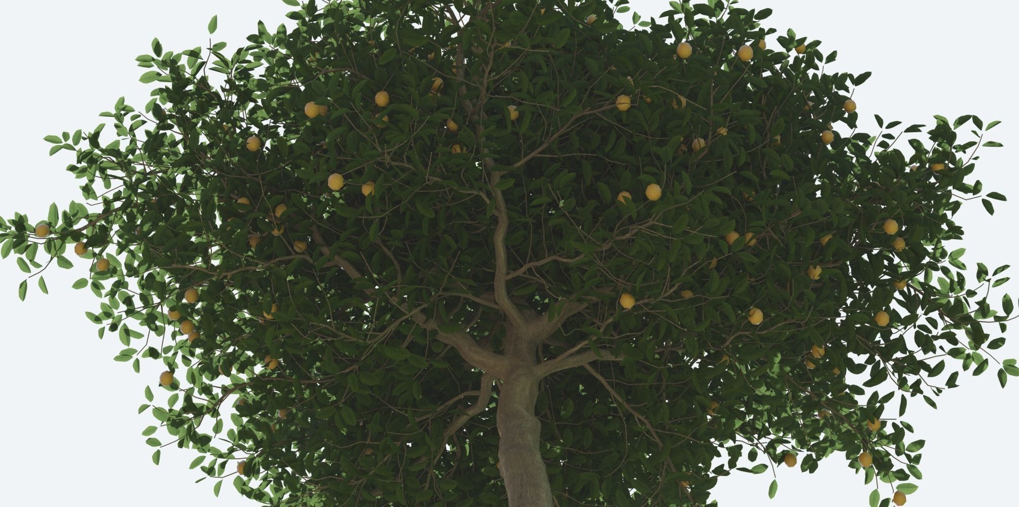 Lemon Trees Pack 3D model_2