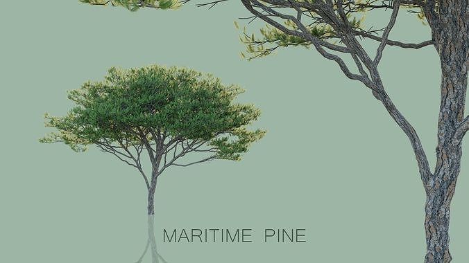 Maritime Pine Trees 3D model