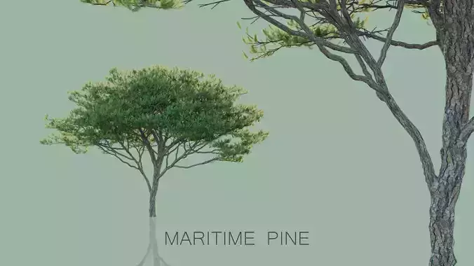 Maritime Pine Trees 3D model