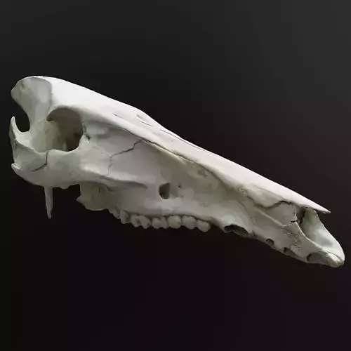 Wild Boar Skull