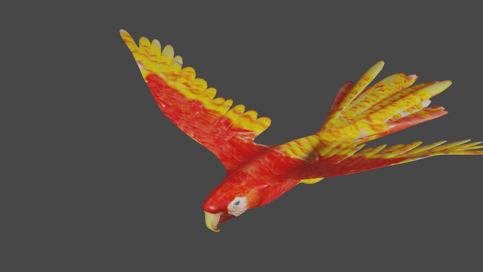 scarlet macaw 3D model_2