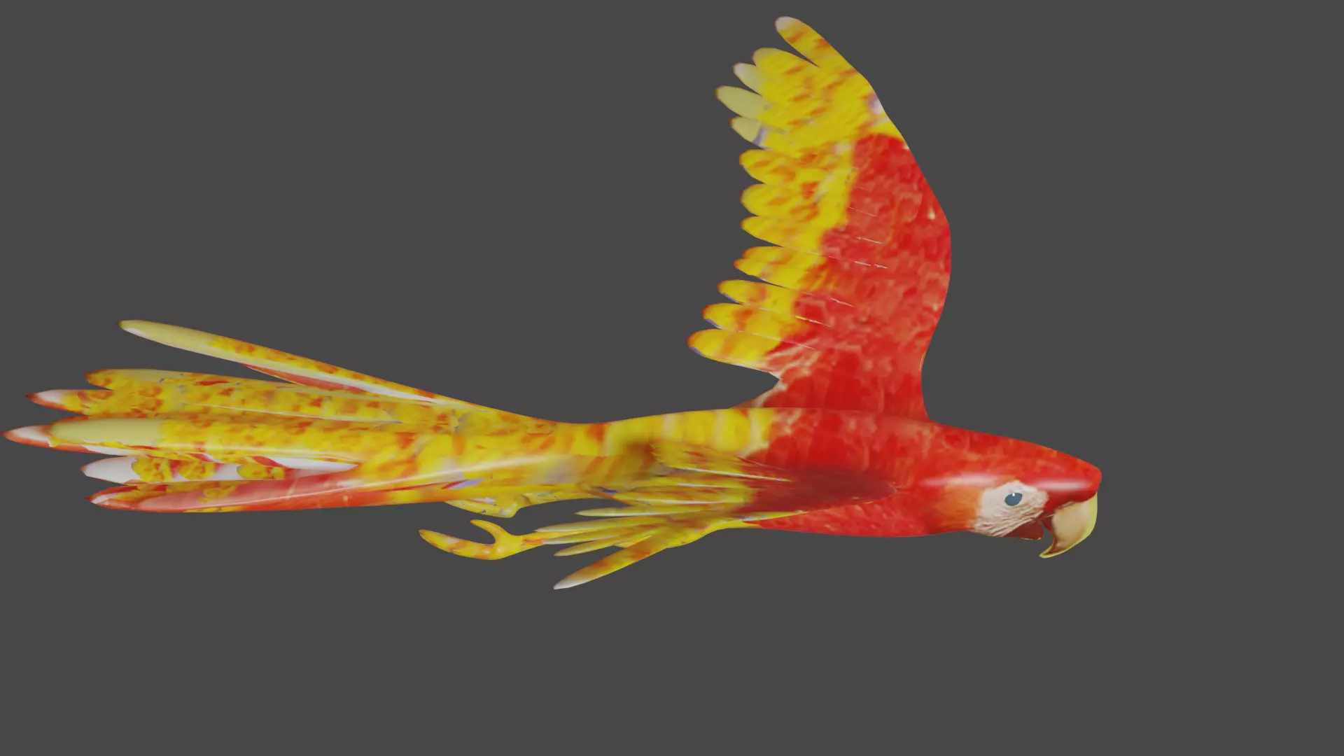 scarlet macaw 3D model_0