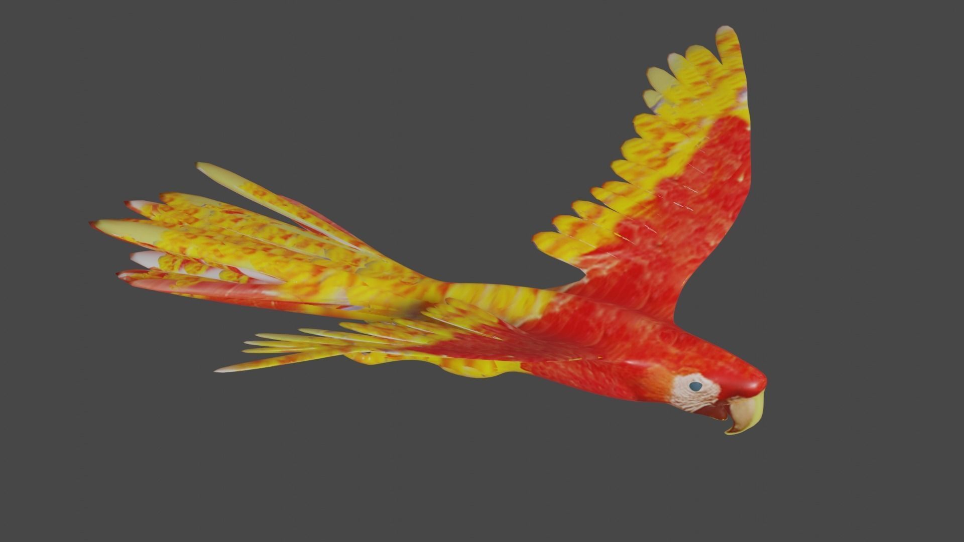 scarlet macaw 3D model_7