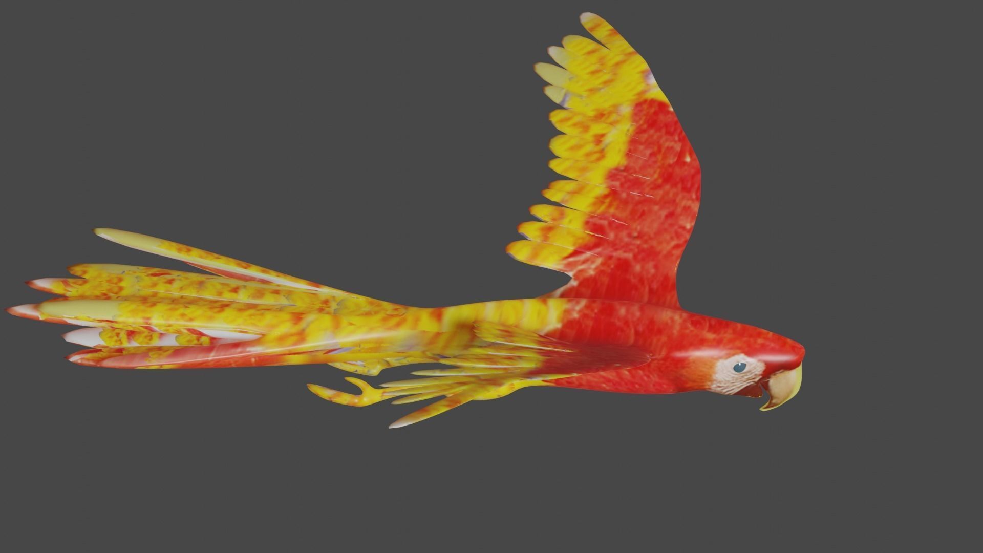 scarlet macaw 3D model_8