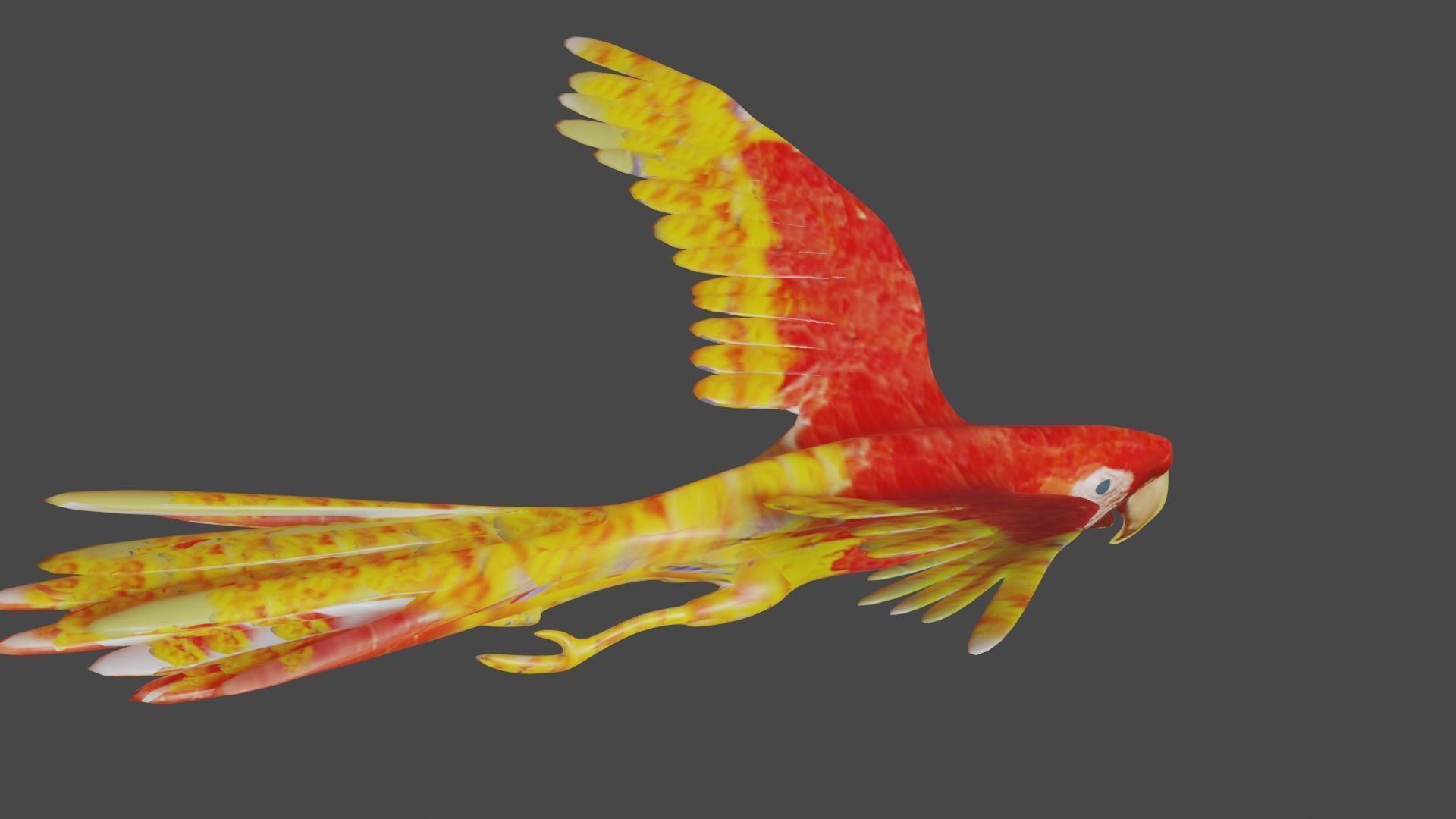 scarlet macaw 3D model_4