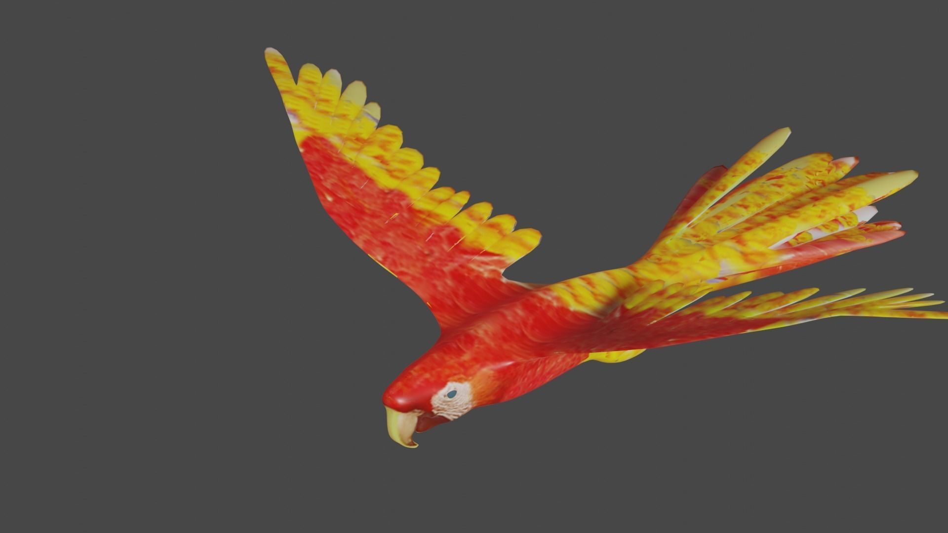 scarlet macaw 3D model_6