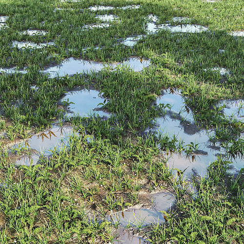 wild grass in mud 3D model