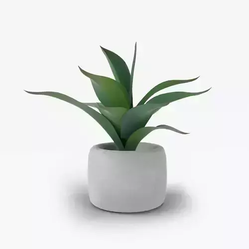 Decorative Plant in the Cement Pot