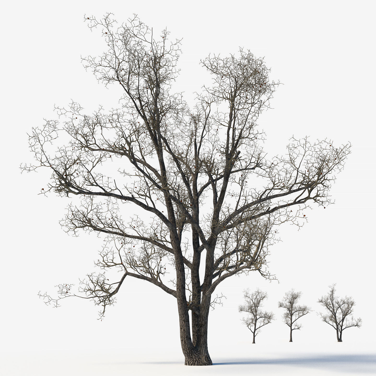 Old poplars 3D model_1