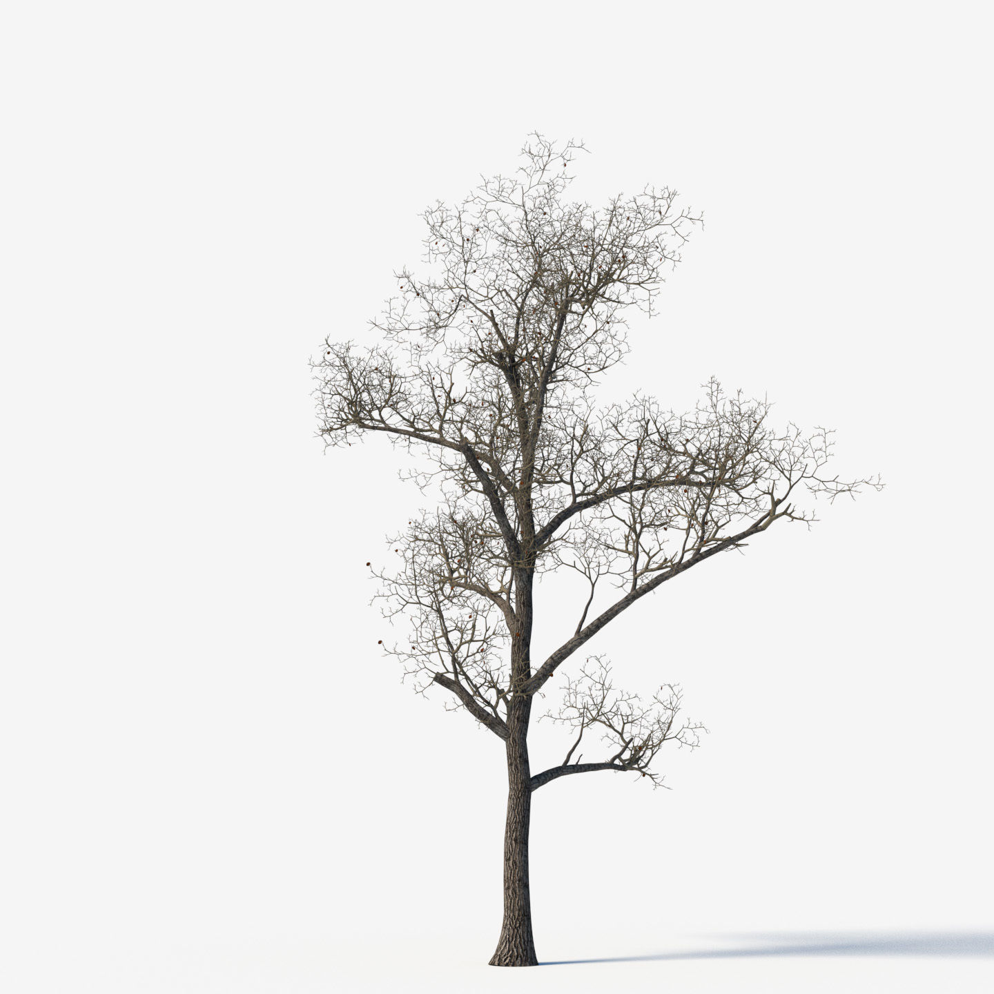 Old poplars 3D model_4