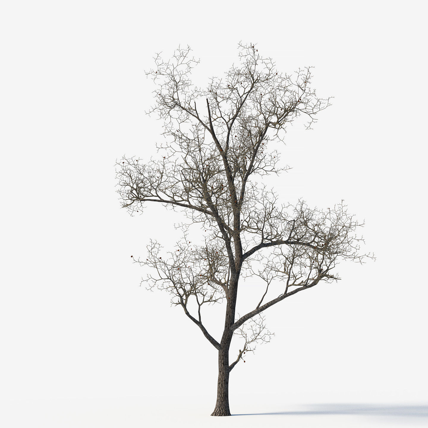 Old poplars 3D model_3