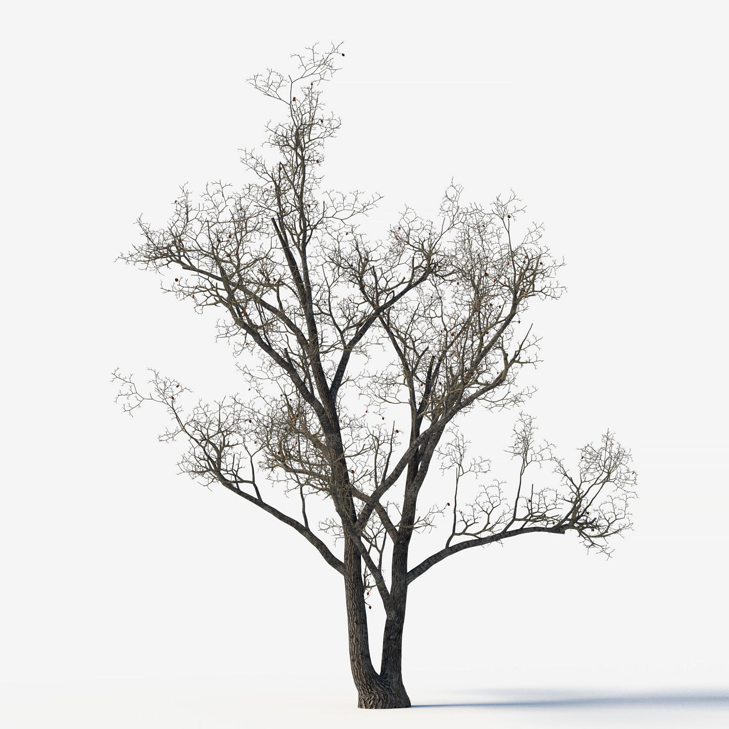 Old poplars 3D model_2