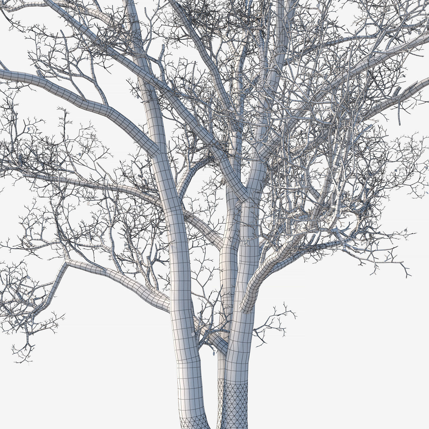 Old poplars 3D model_5