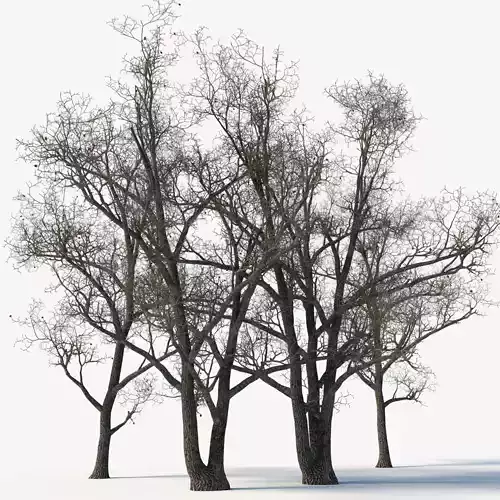 Old poplars 3D model