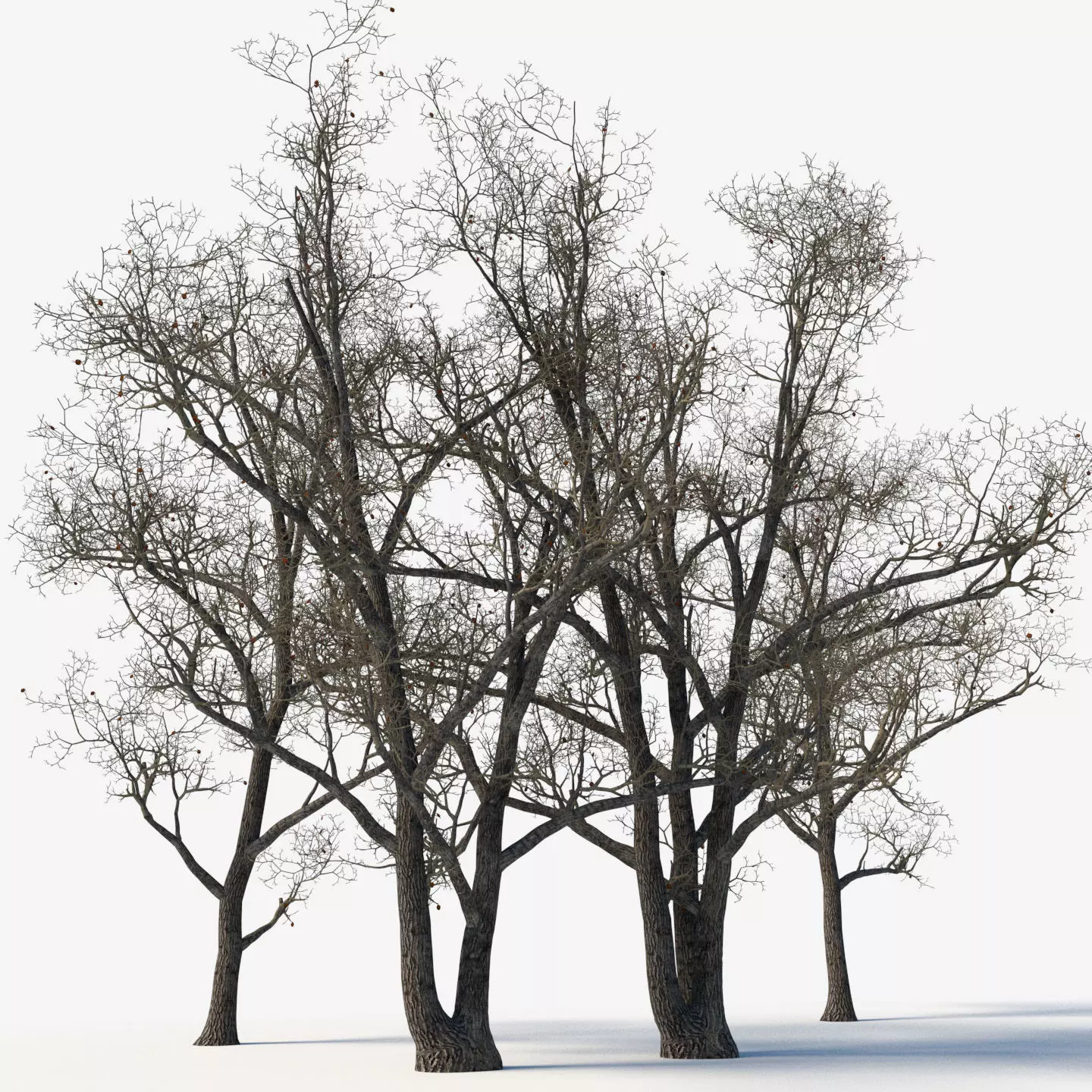 Old poplars 3D model_0