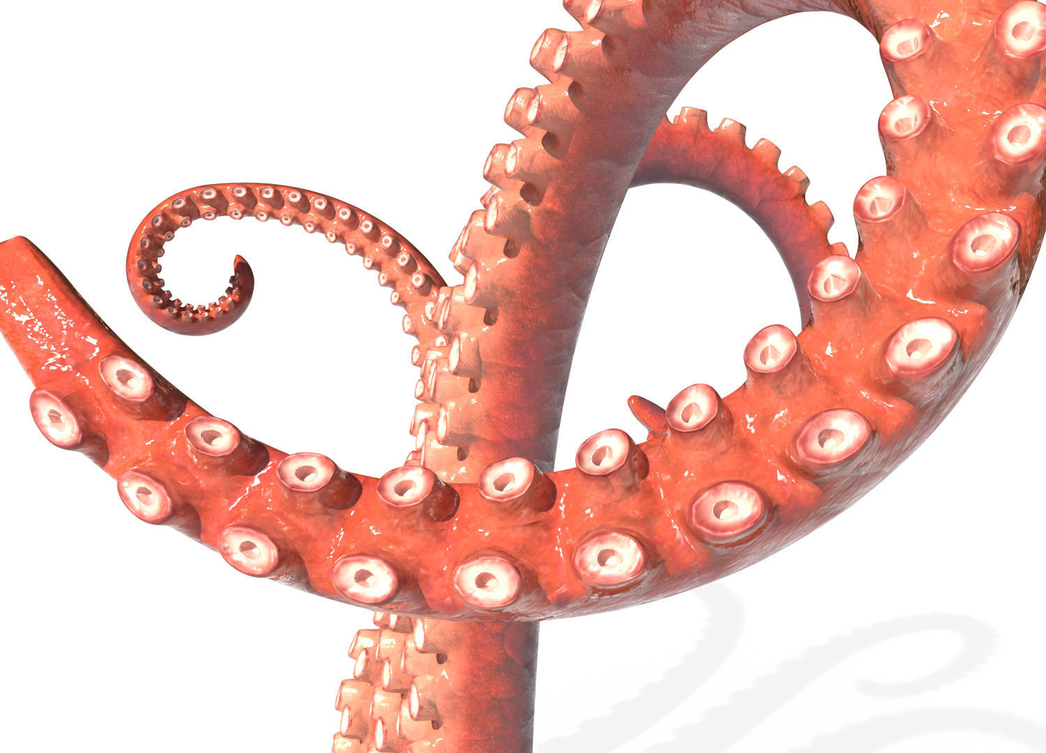 Kraken Octopus Tentacle Rigged Low-poly 3D model_3