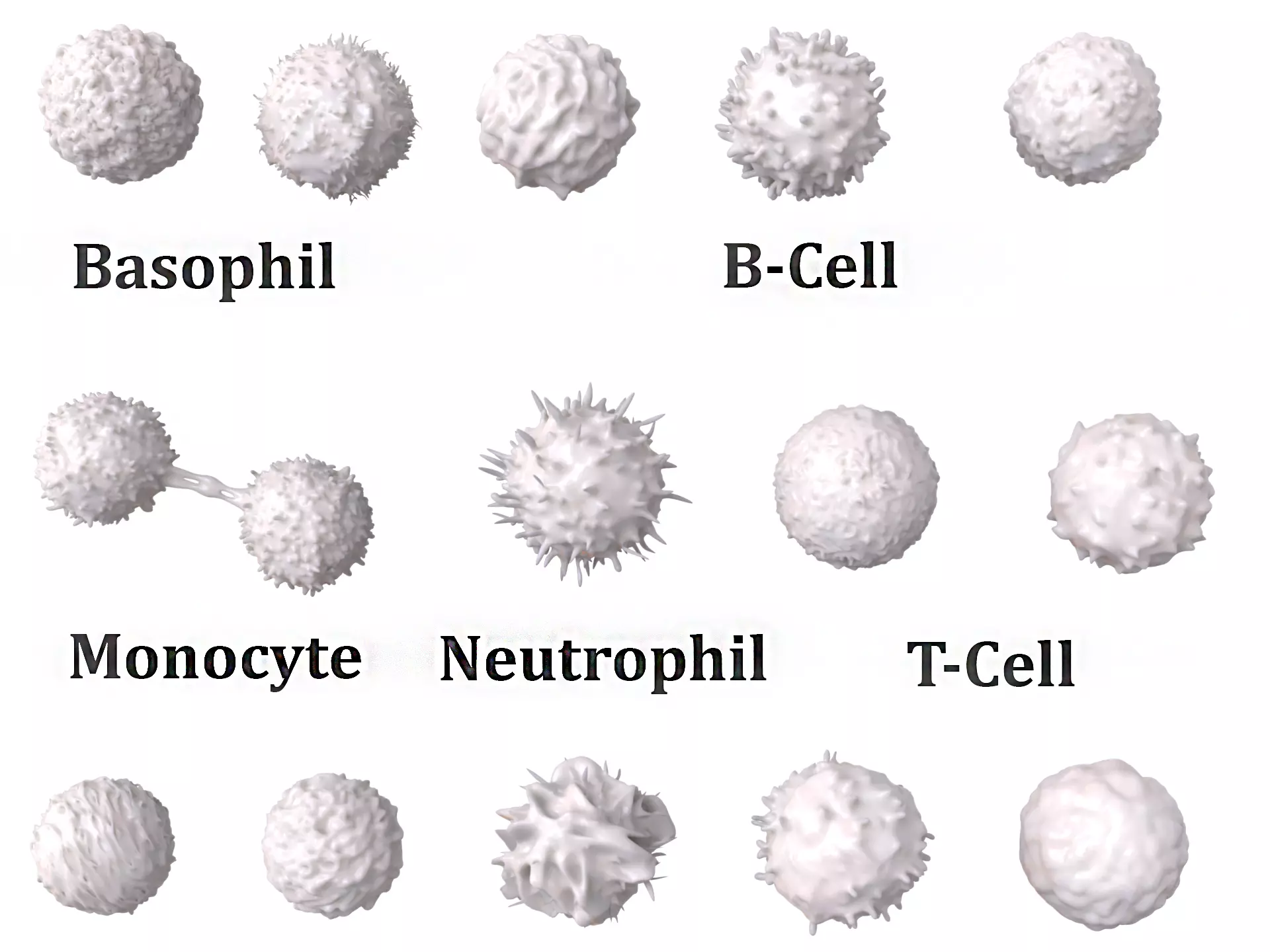 Lymphocytes Pack Bundle 3D model