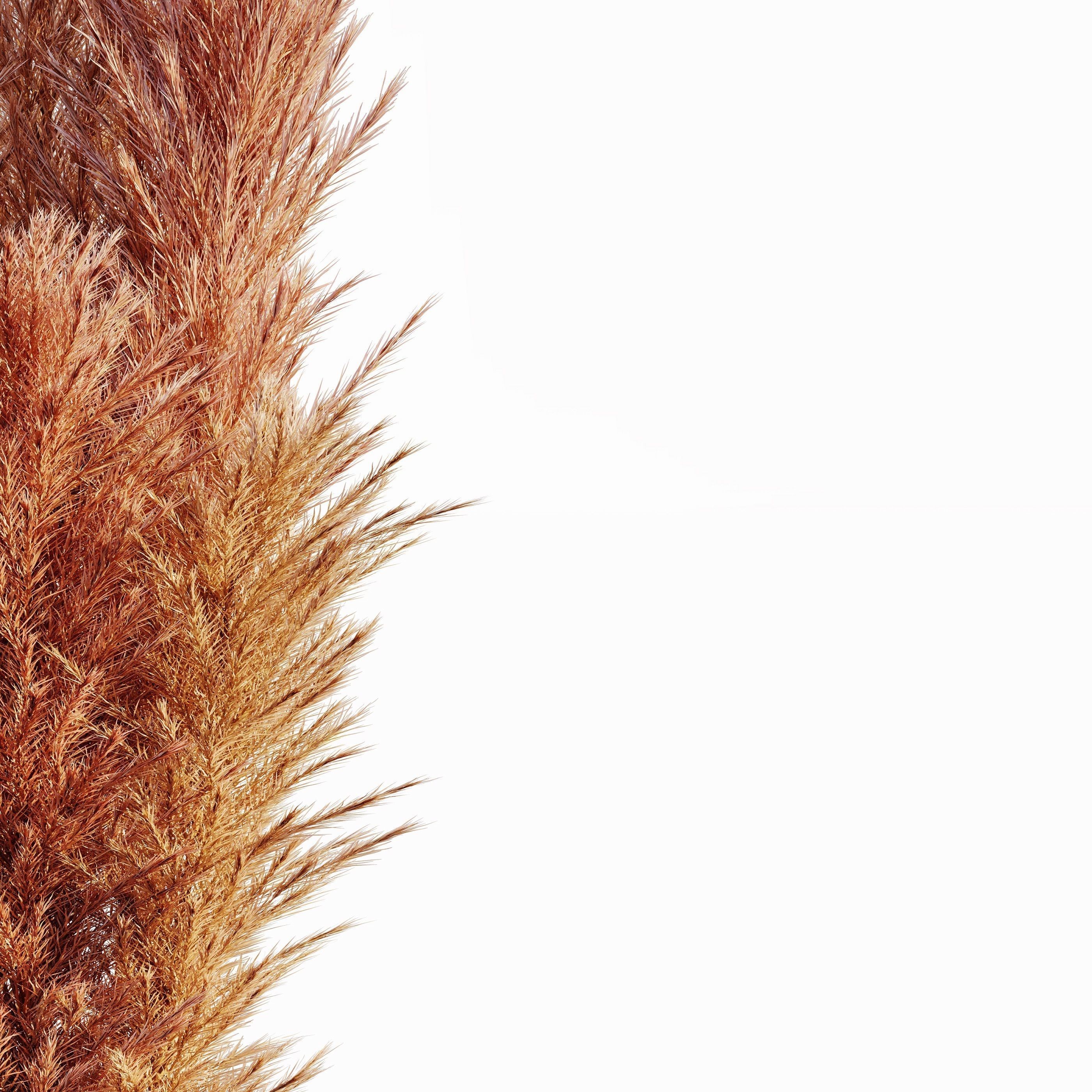 Pampas bouquet flower 3D model_2