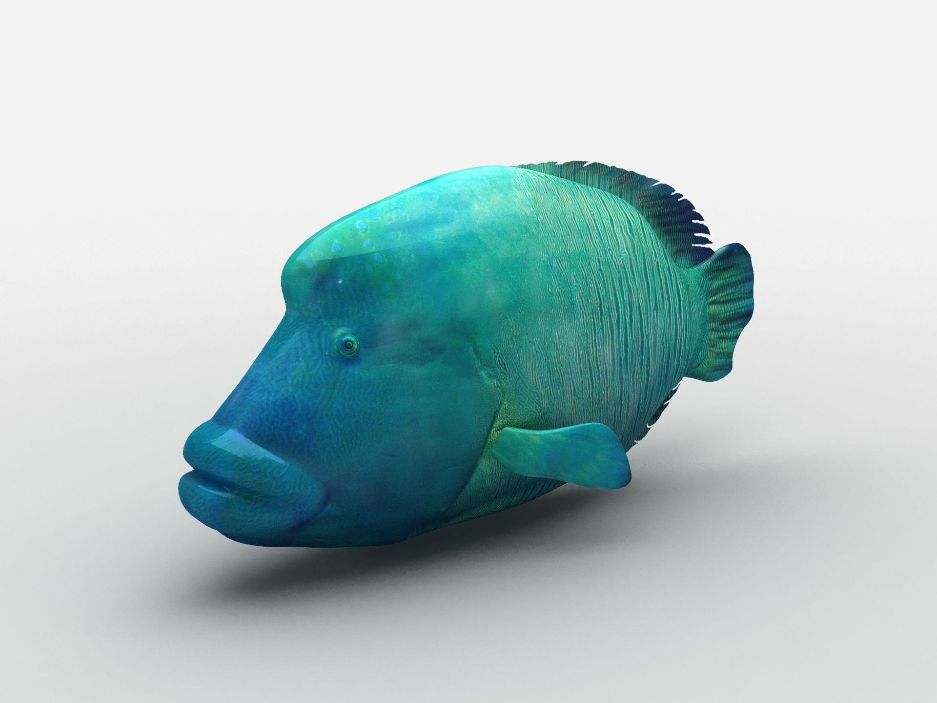 Humphead Wrasse Fish Low-poly 3D model_2