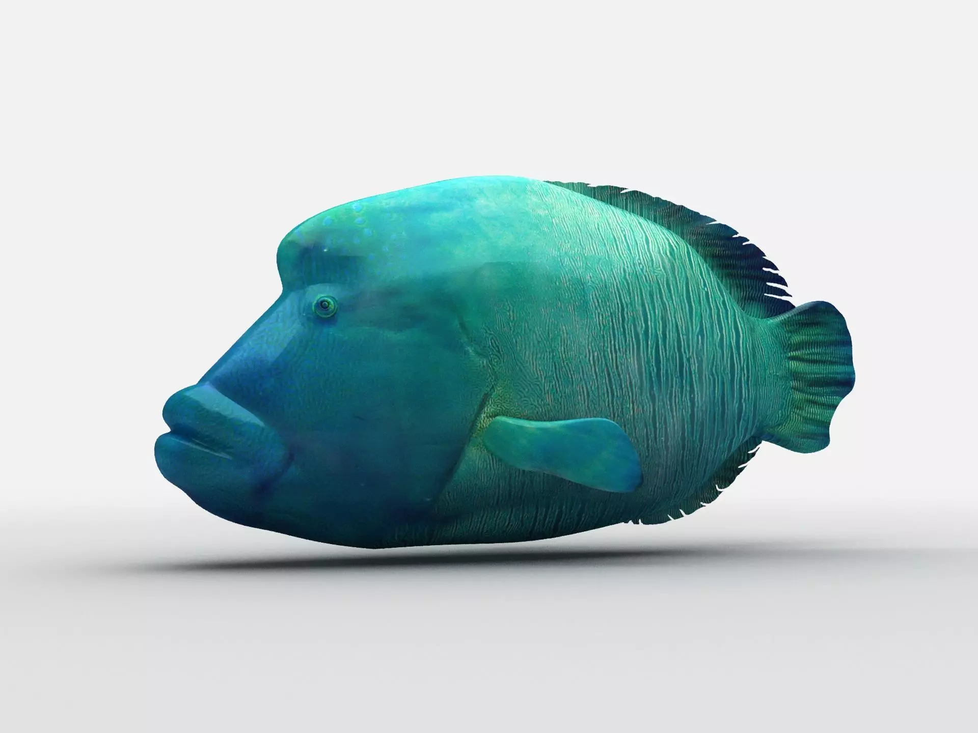 Humphead Wrasse Fish Low-poly 3D model_0