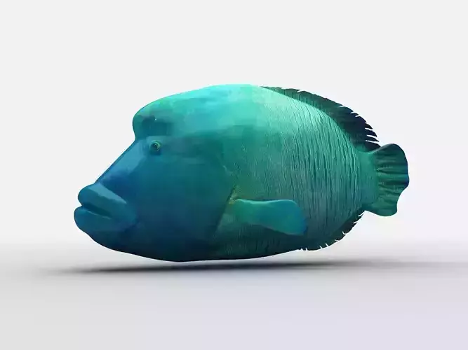  Humphead Wrasse Fish