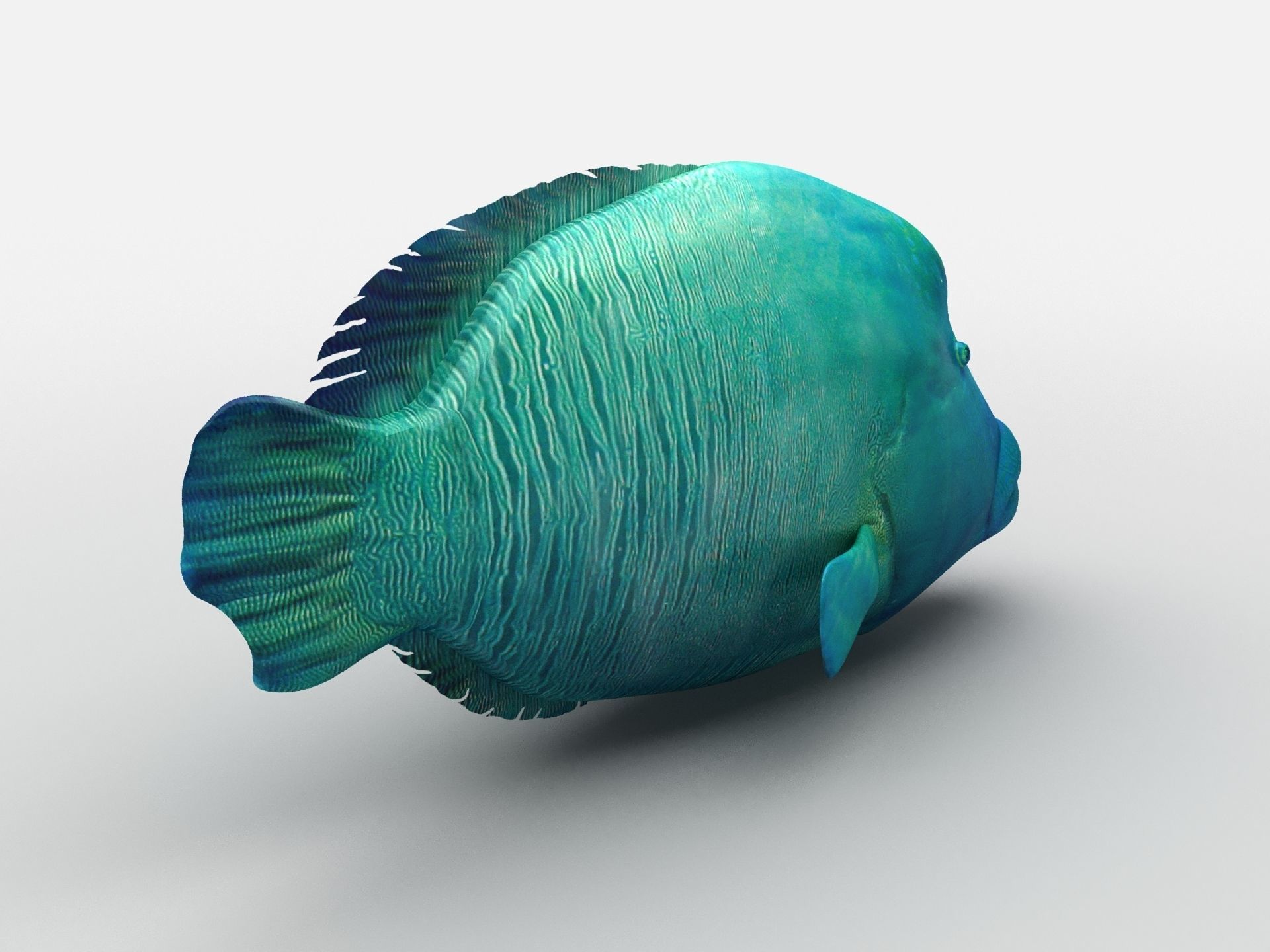 Humphead Wrasse Fish Low-poly 3D model_4