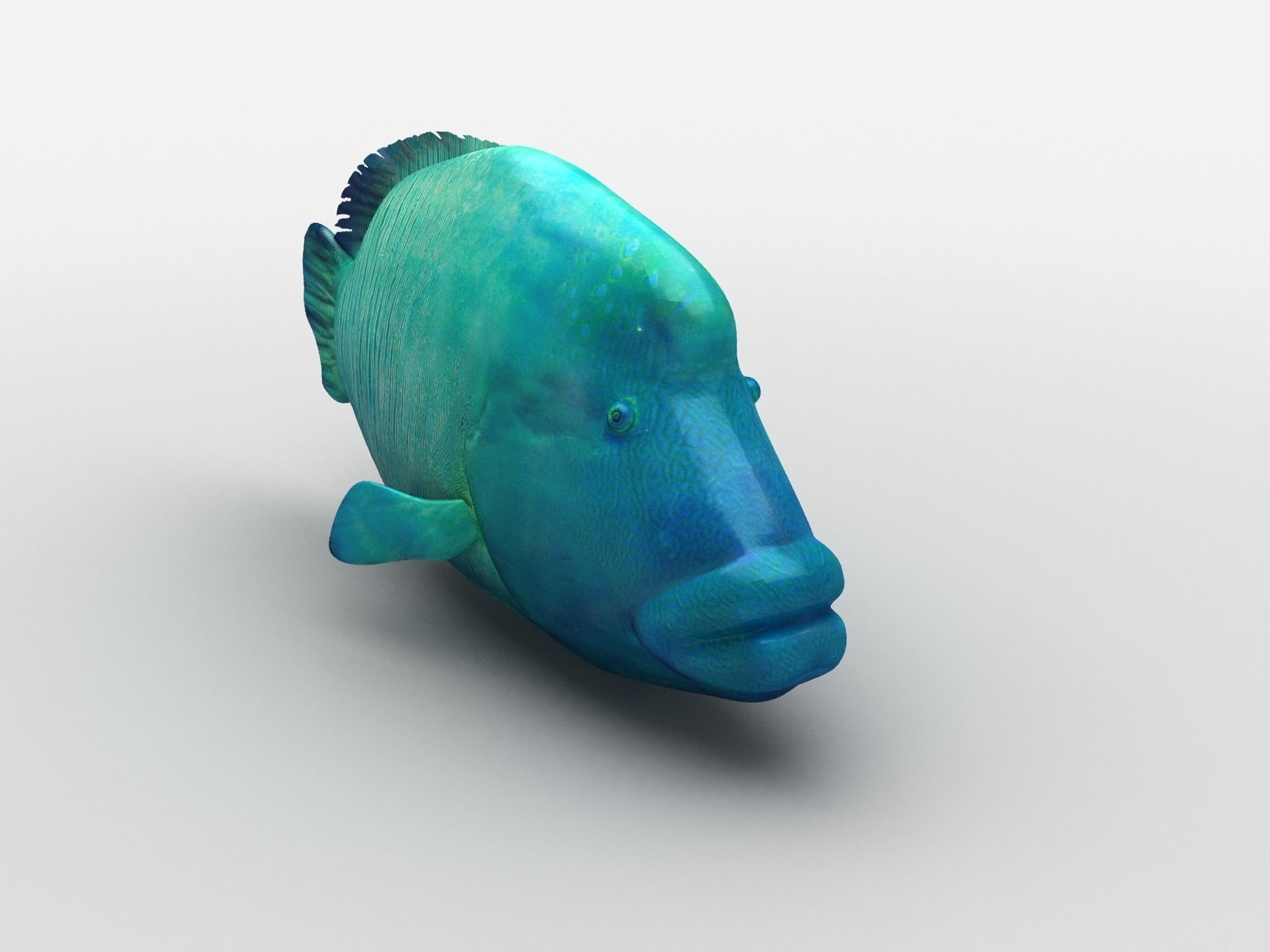 Humphead Wrasse Fish Low-poly 3D model_3