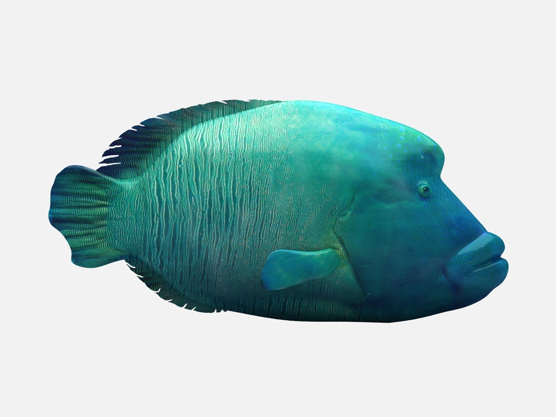 Humphead Wrasse Fish Low-poly 3D model_5