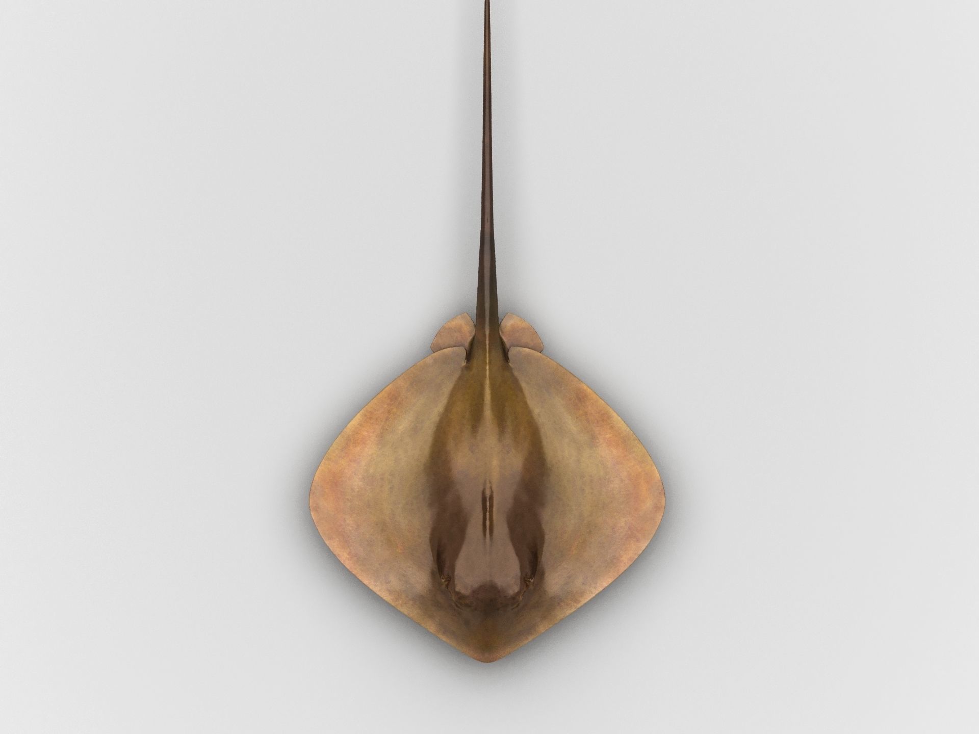 Mobula Devil rays Flying rays Manta Low-poly 3D model_5
