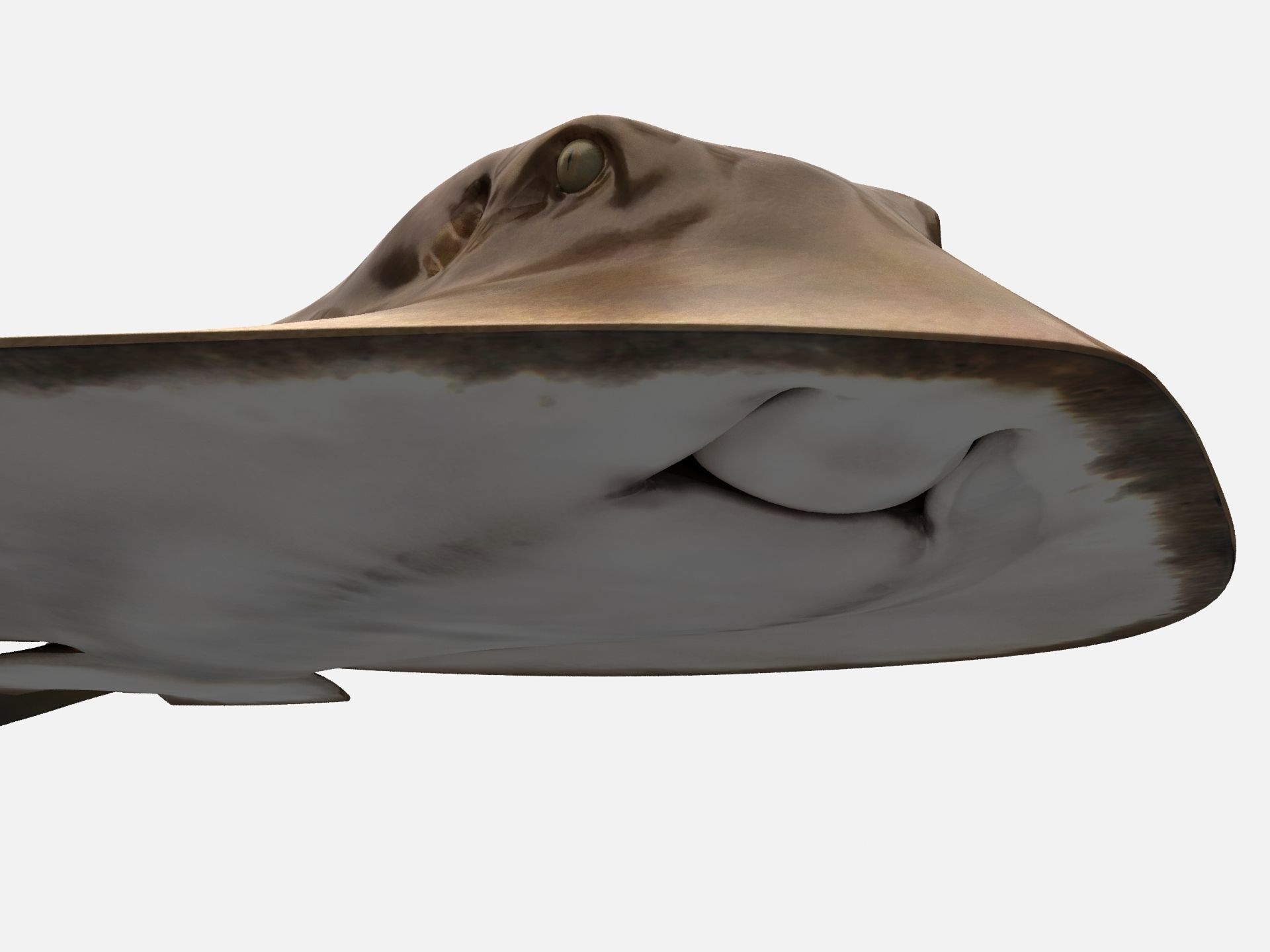 Mobula Devil rays Flying rays Manta Low-poly 3D model_10