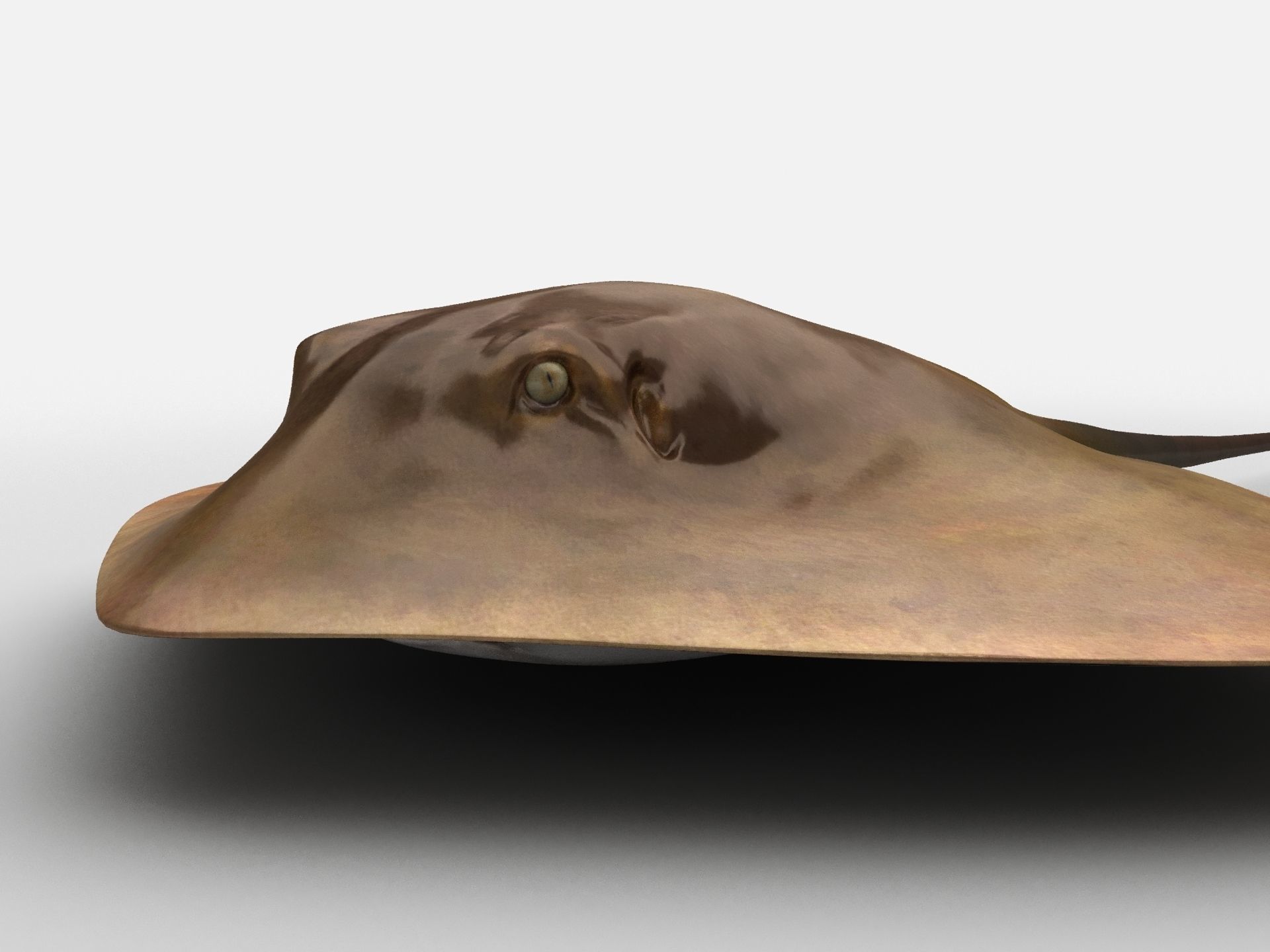 Mobula Devil rays Flying rays Manta Low-poly 3D model_4