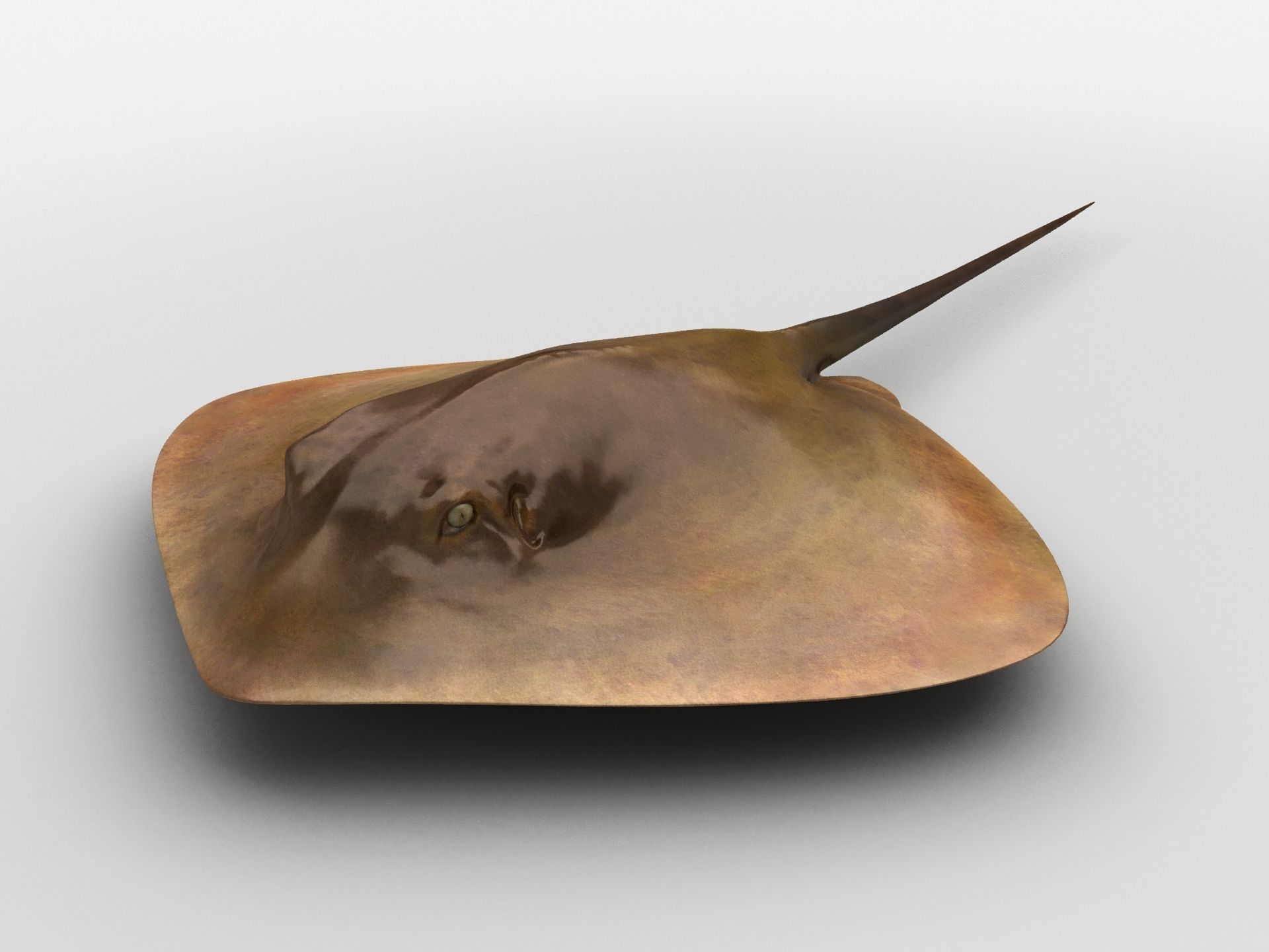 Mobula Devil rays Flying rays Manta Low-poly 3D model_3