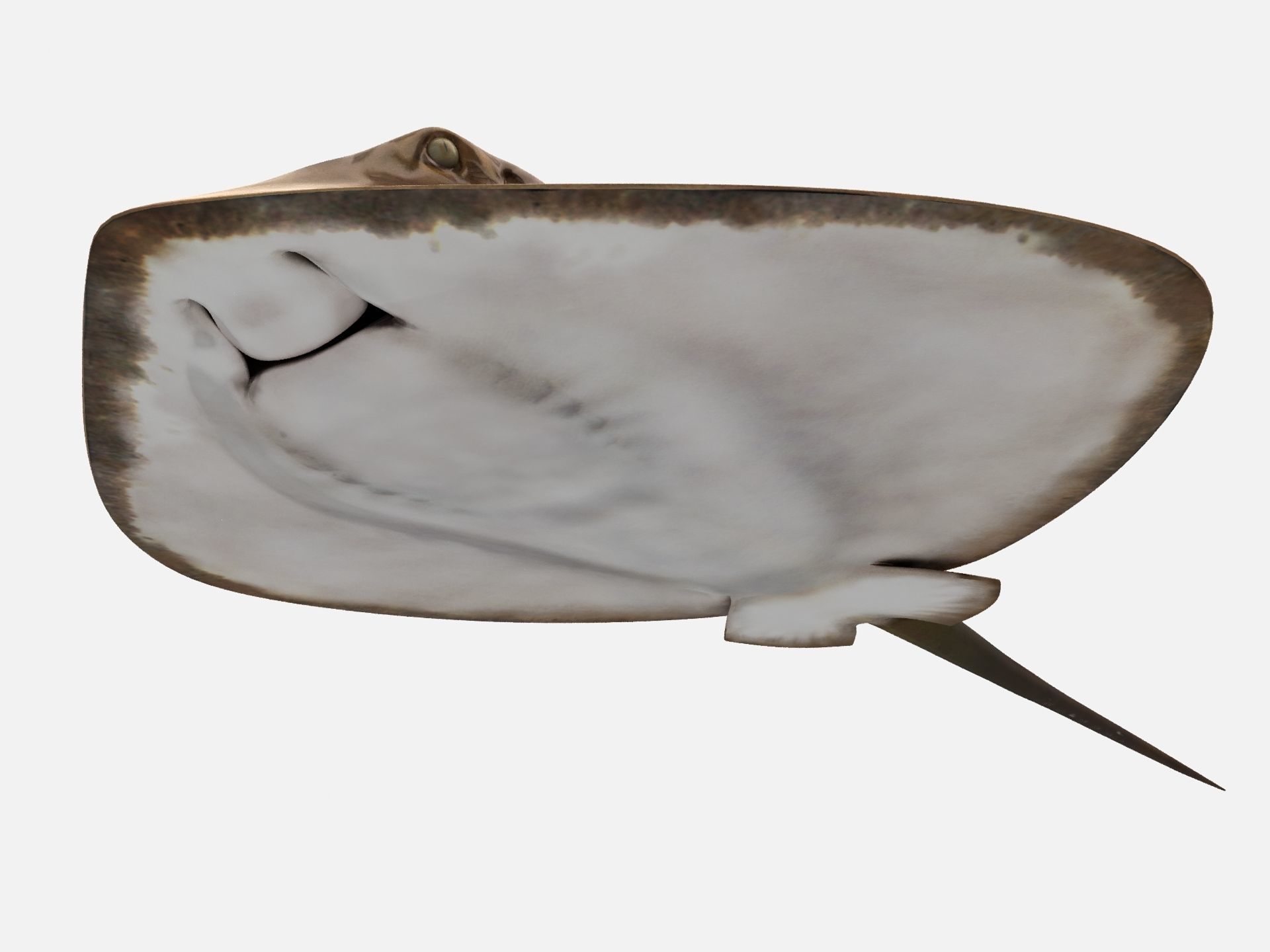 Mobula Devil rays Flying rays Manta Low-poly 3D model_7