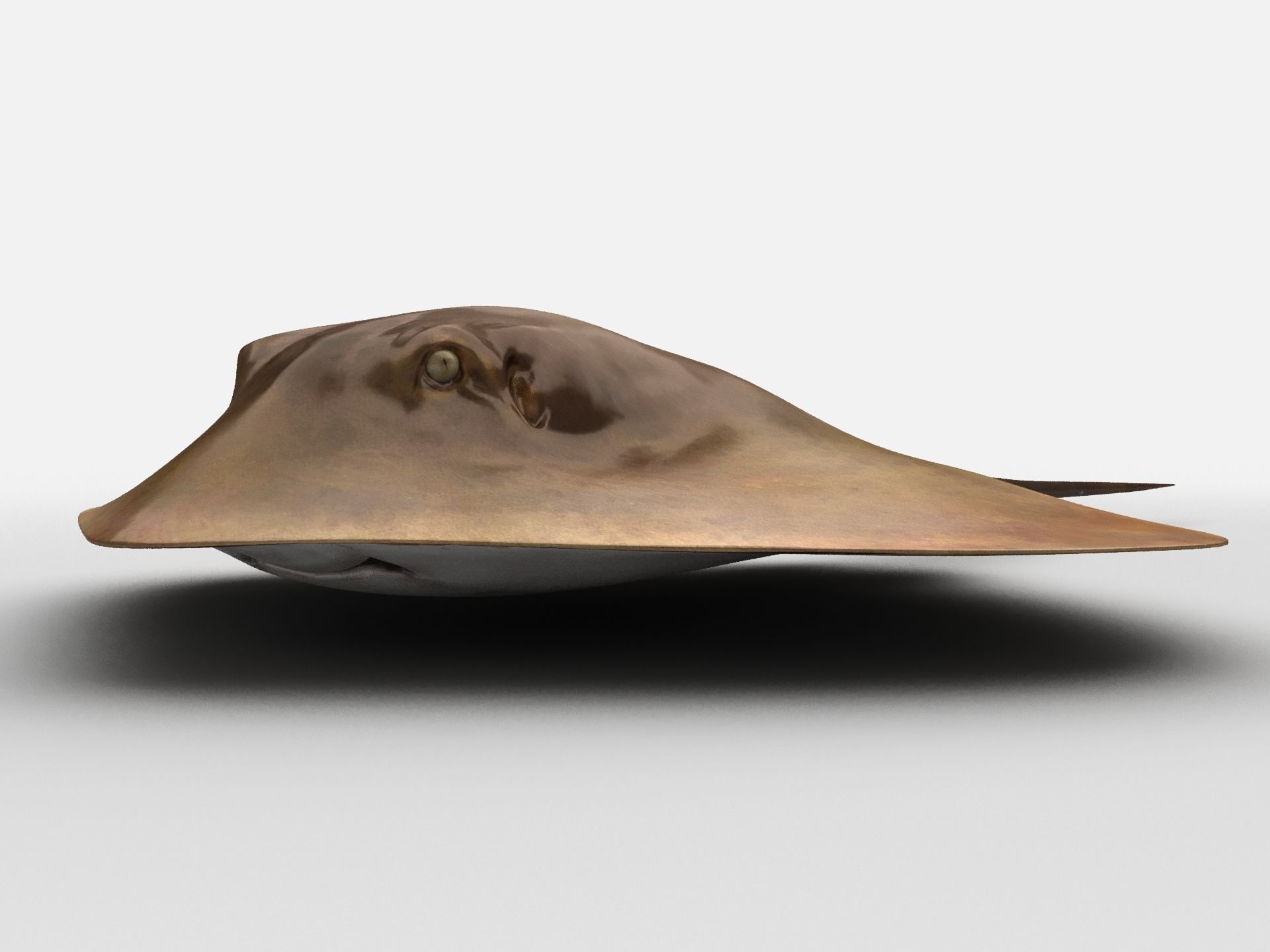 Mobula Devil rays Flying rays Manta Low-poly 3D model_2