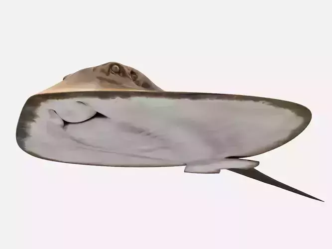 Mobula Devil rays Flying rays Manta Low-poly 3D model