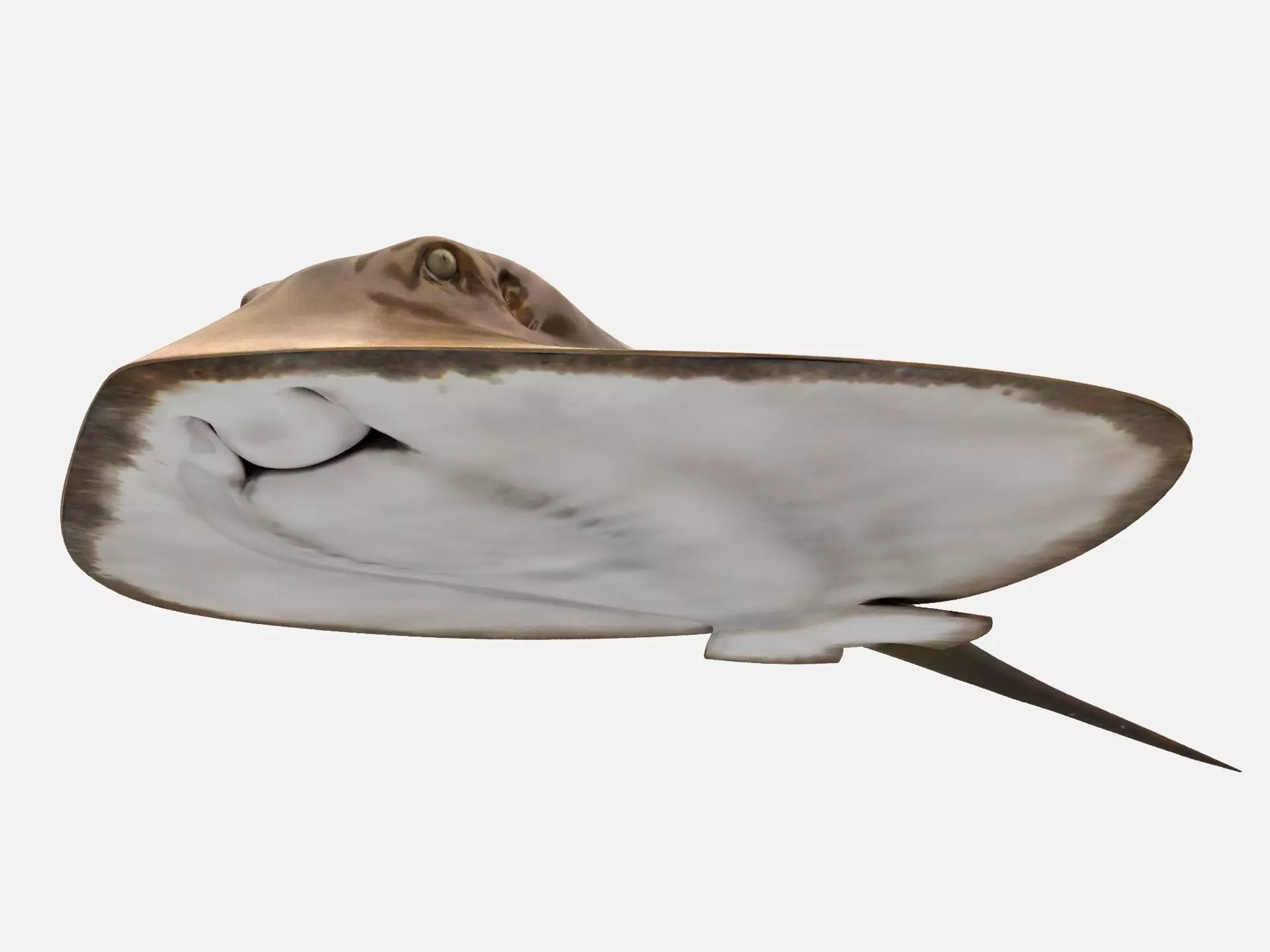 Mobula Devil rays Flying rays Manta Low-poly 3D model_0
