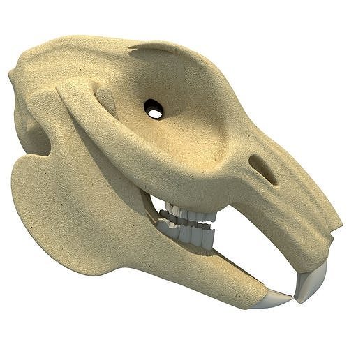 Rabbit Skull 3D model