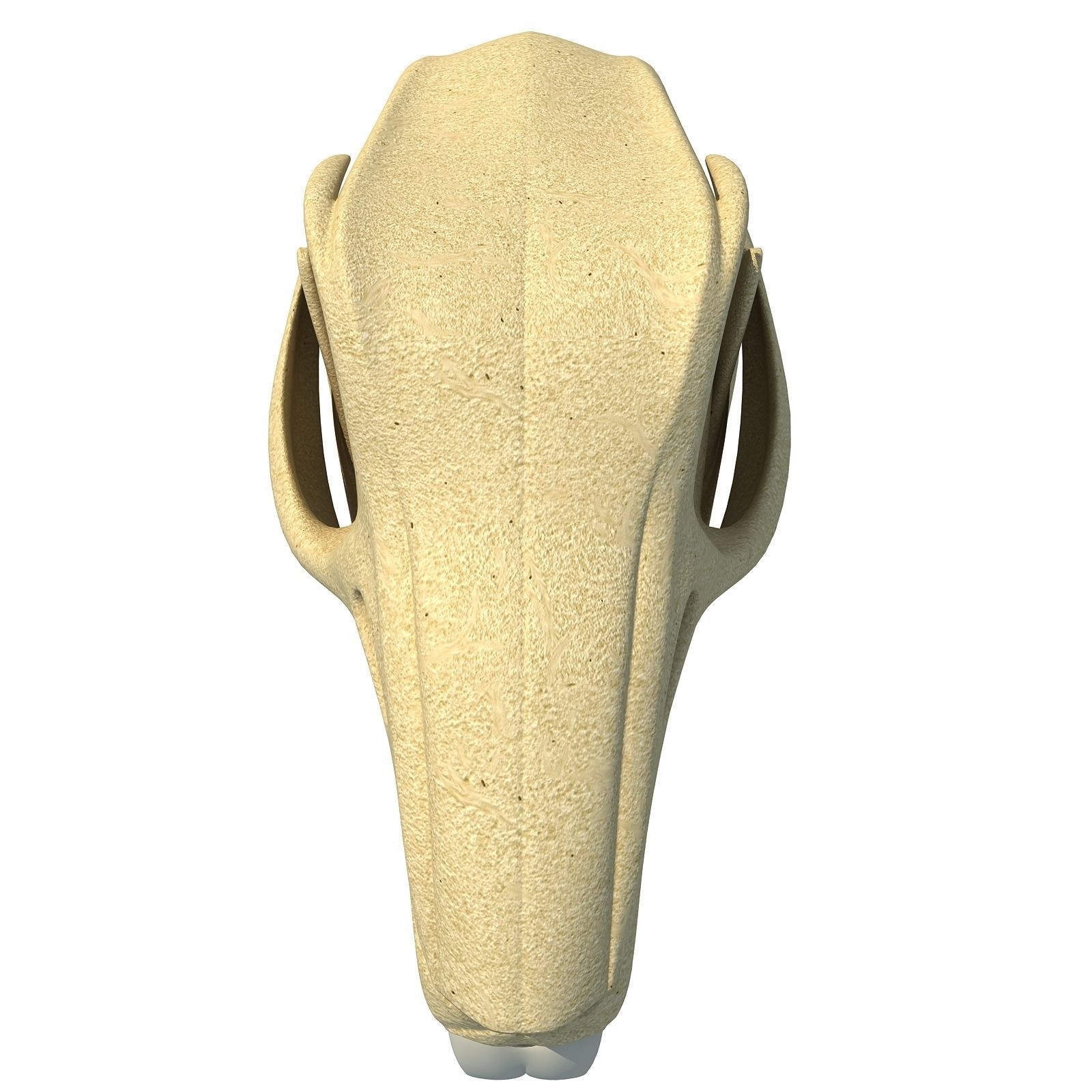 Rabbit Skull 3D model_2