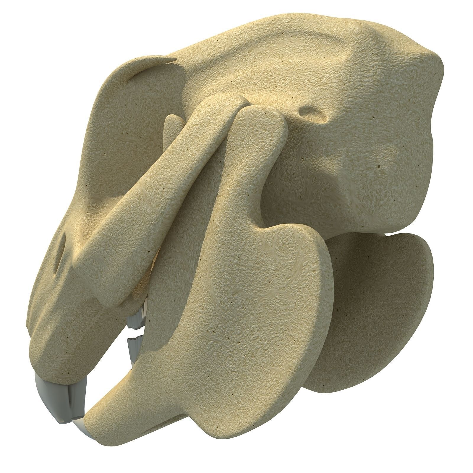 Rabbit Skull 3D model_5