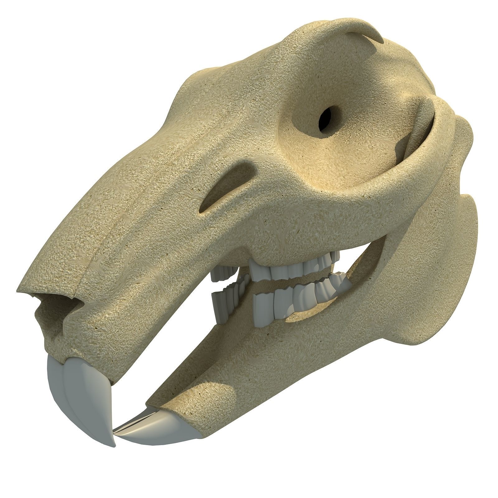 Rabbit Skull 3D model_3