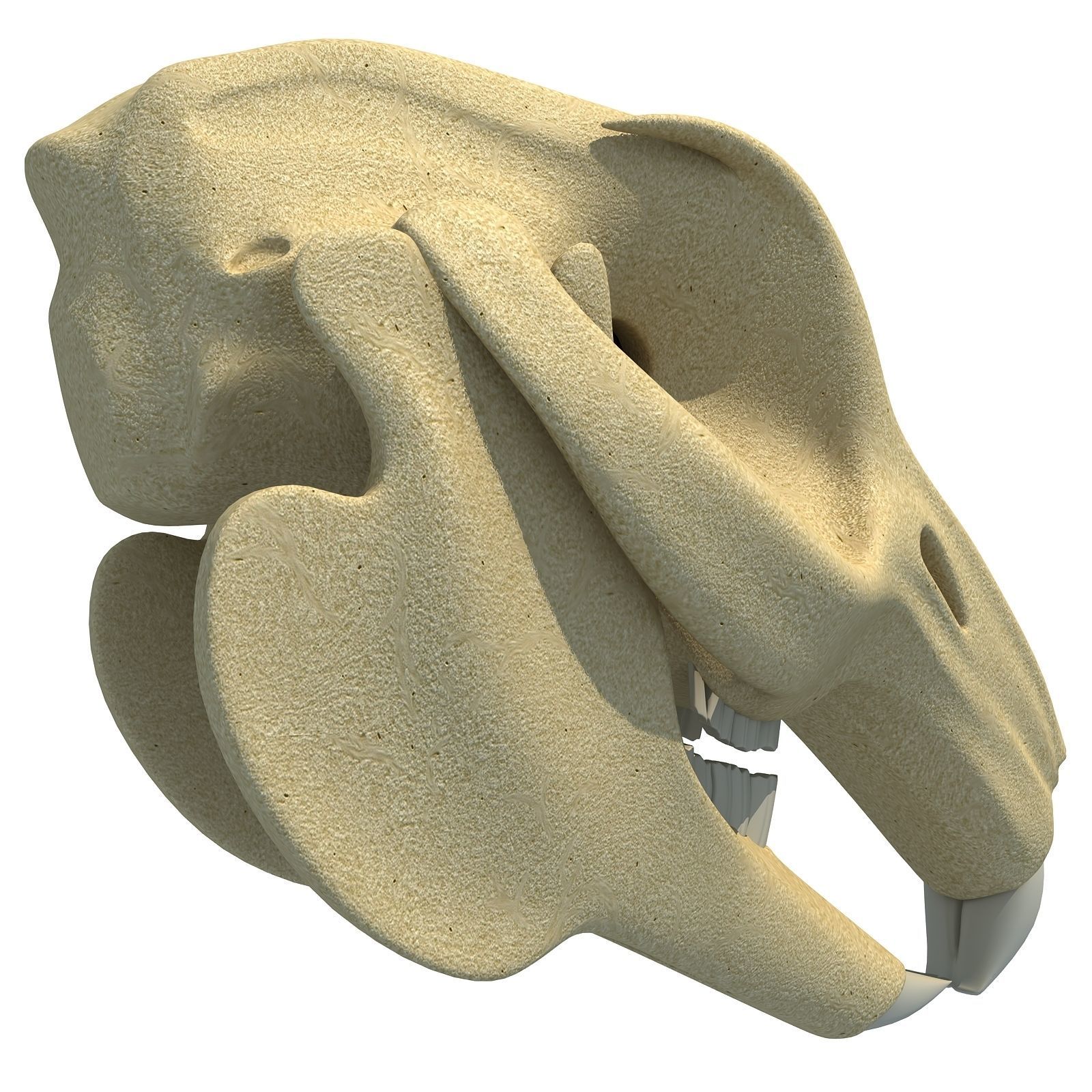 Rabbit Skull 3D model_7
