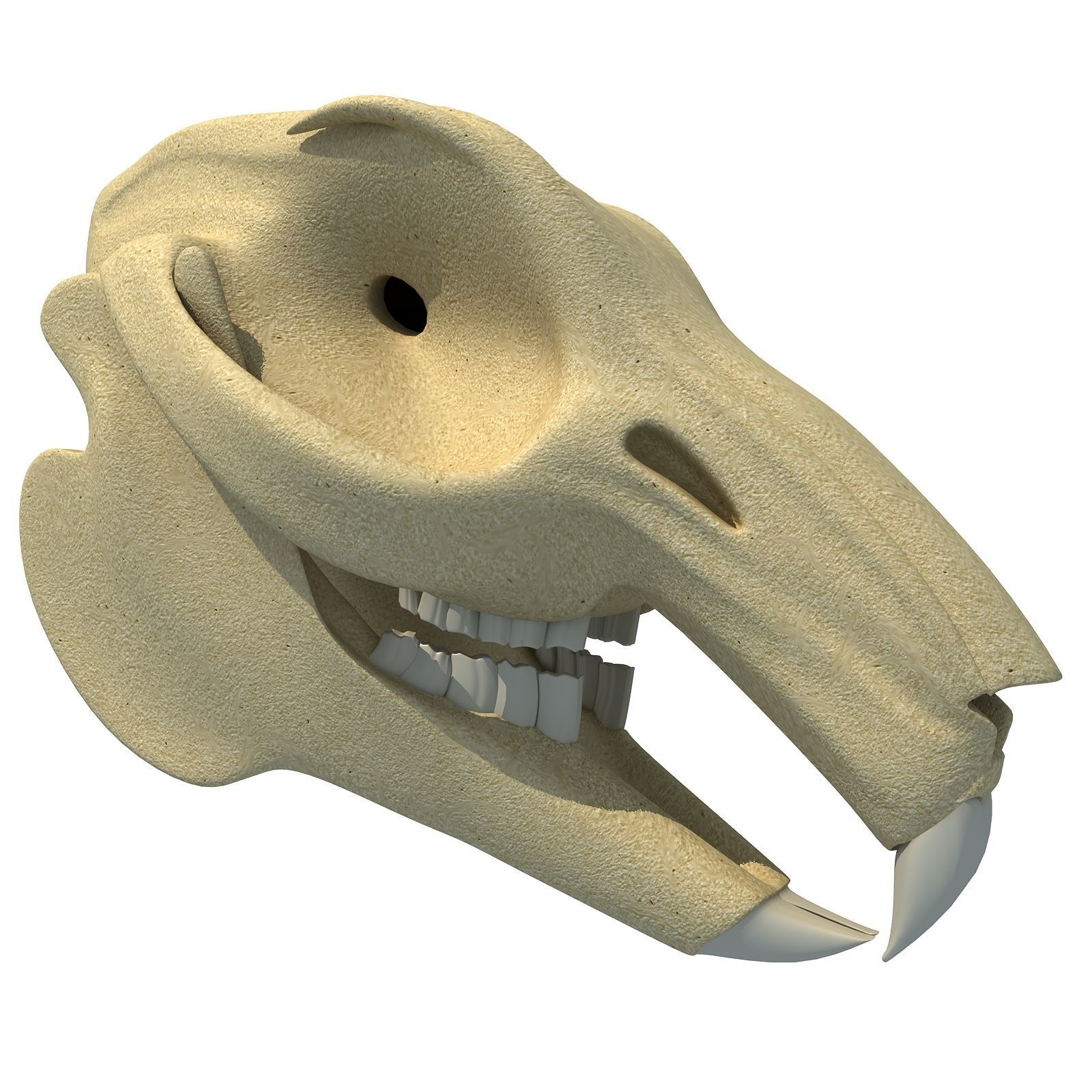 Rabbit Skull 3D model_1
