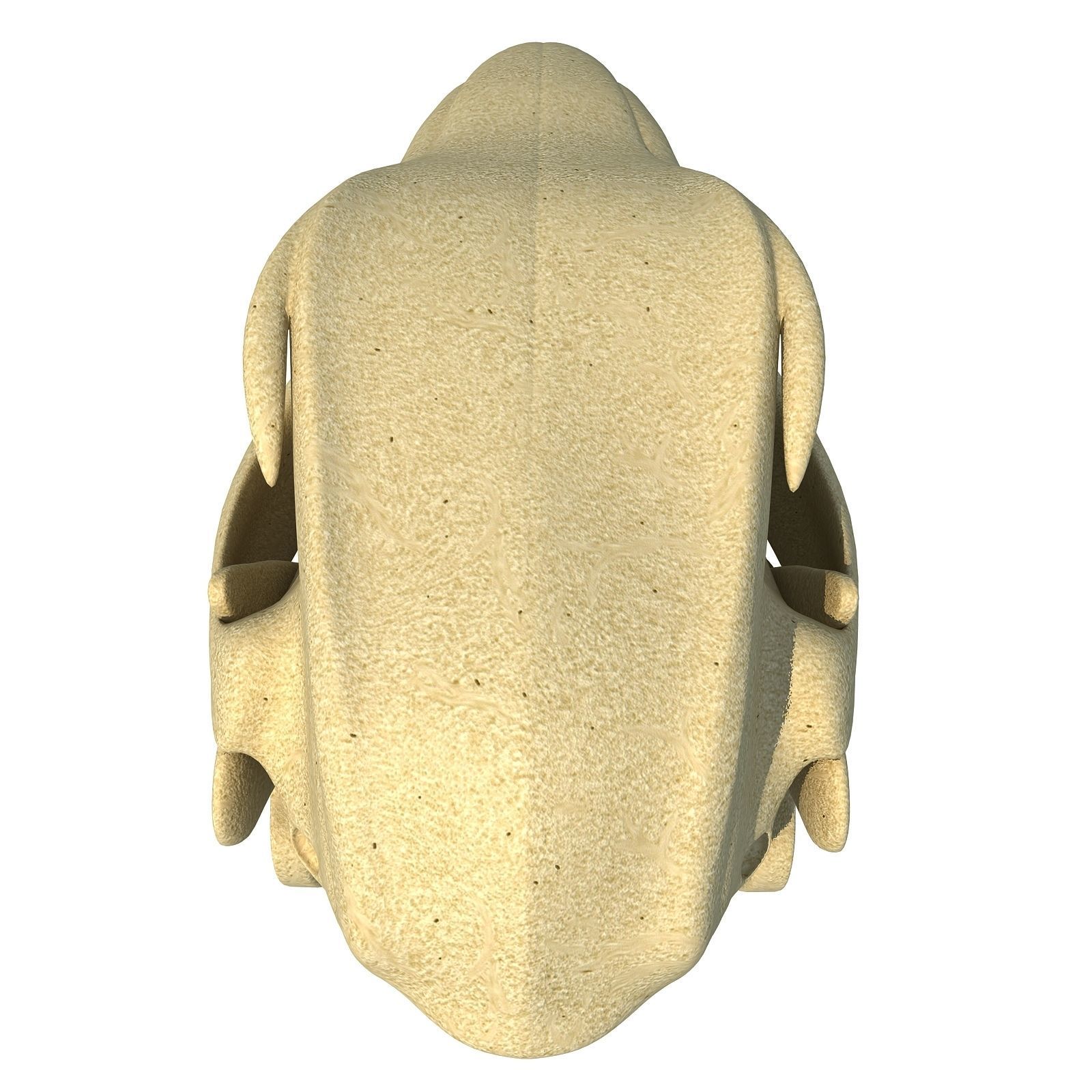 Rabbit Skull 3D model_6